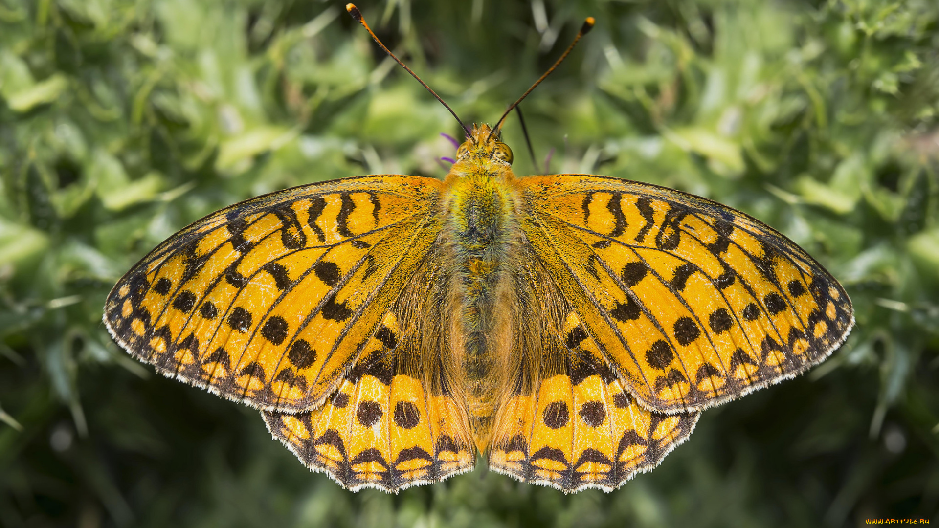 животные, бабочки, , мотыльки, , моли, бабочка