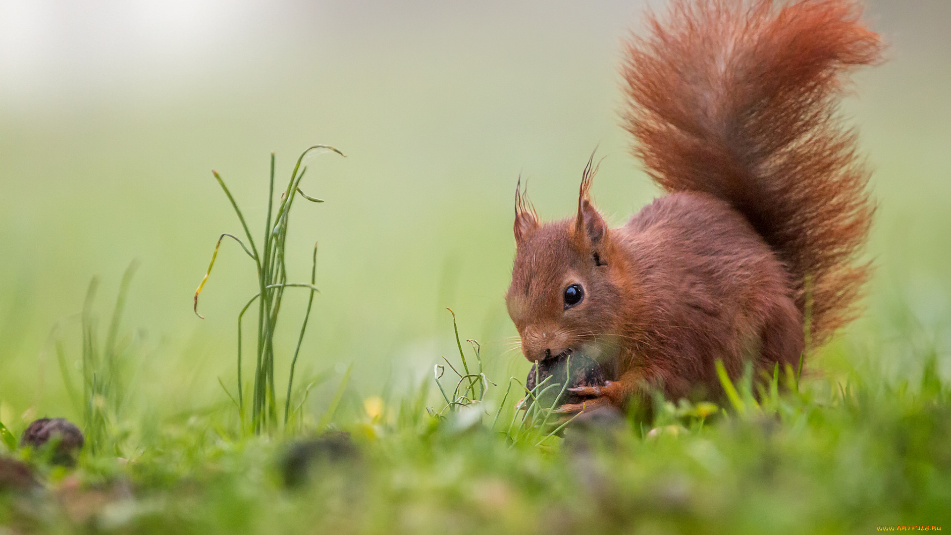 животные, белки, зверек
