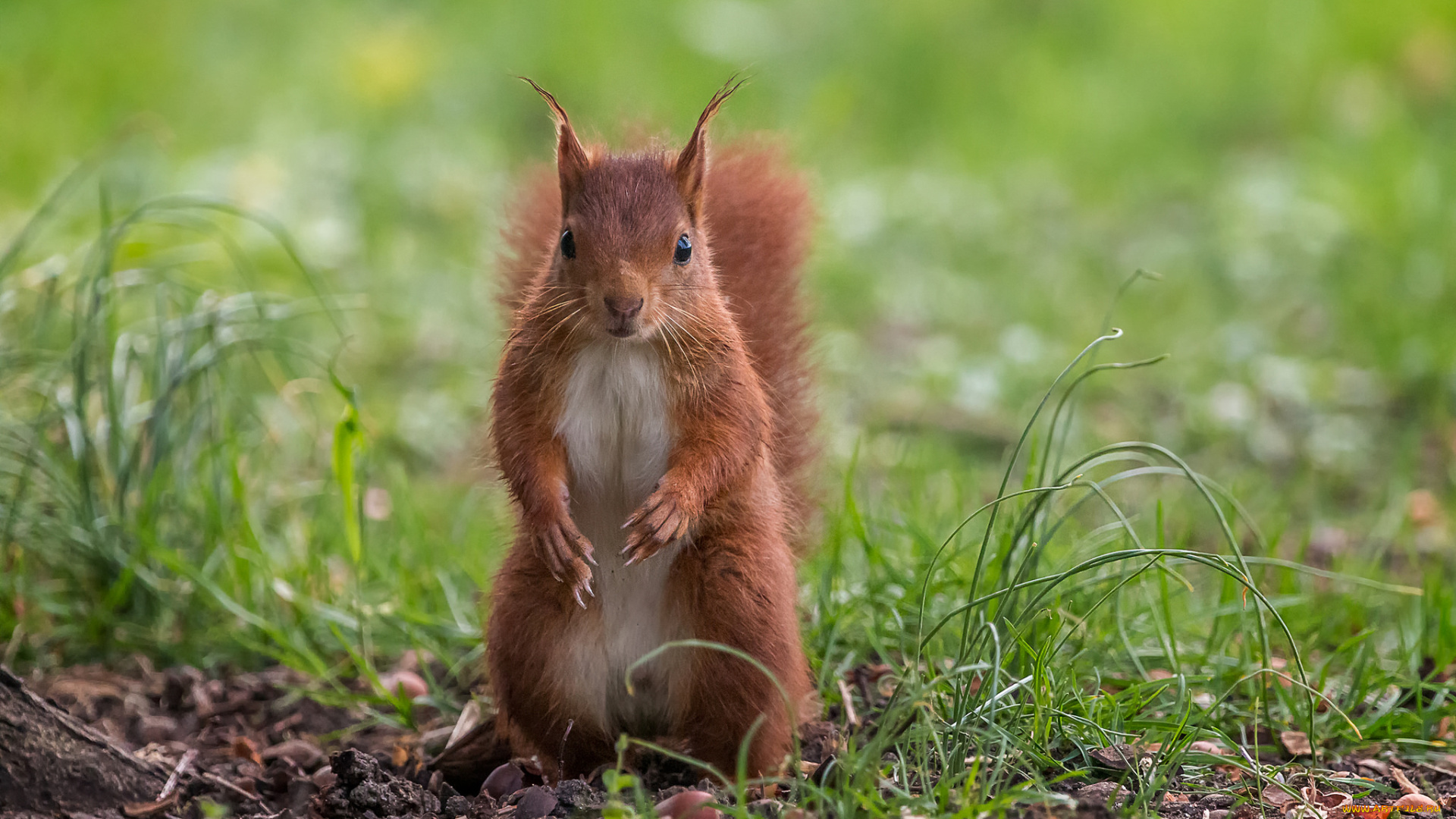 животные, белки, зверек