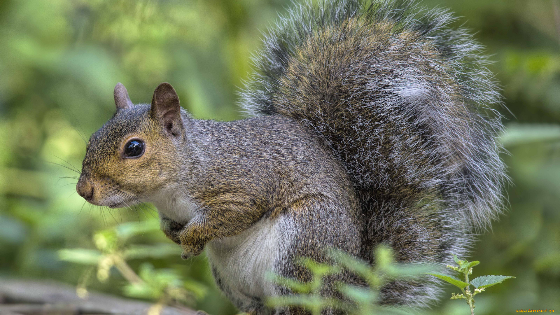 животные, белки, зверек