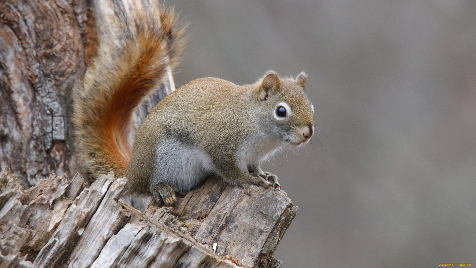 животные, белки, зверек