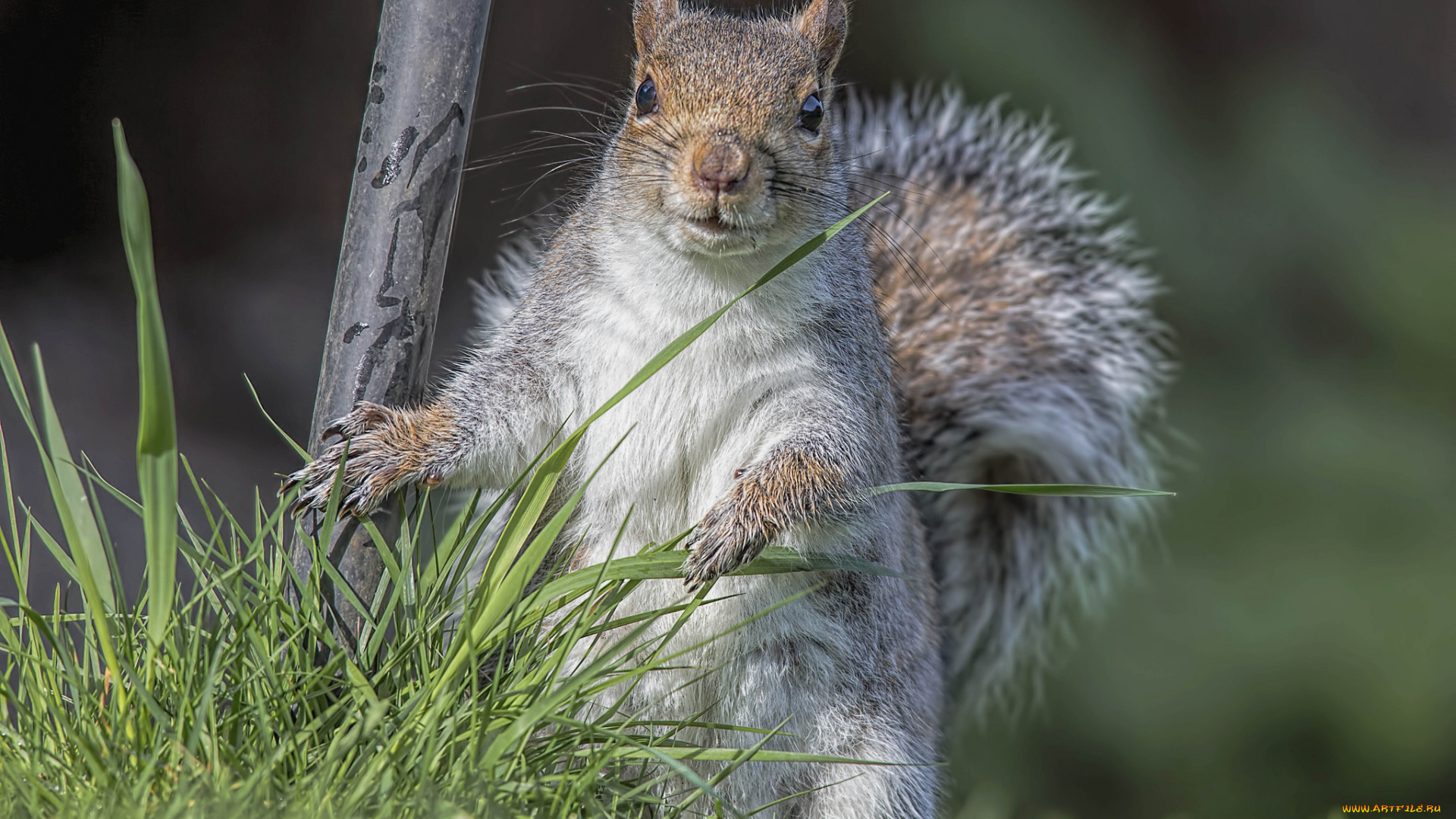 животные, белки, зверек