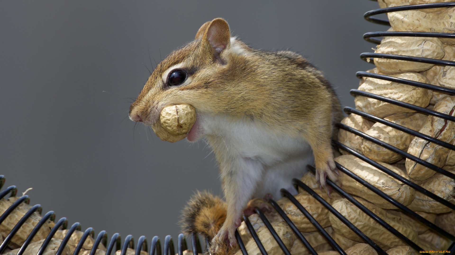 животные, бурундуки, зверек