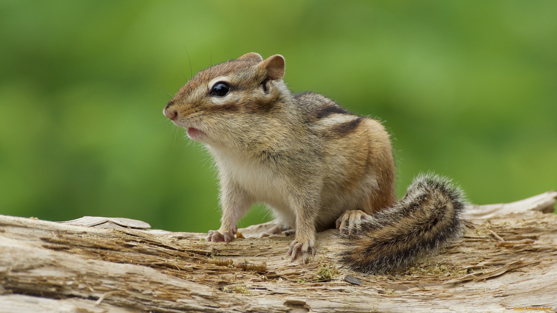 животные, бурундуки, зверек