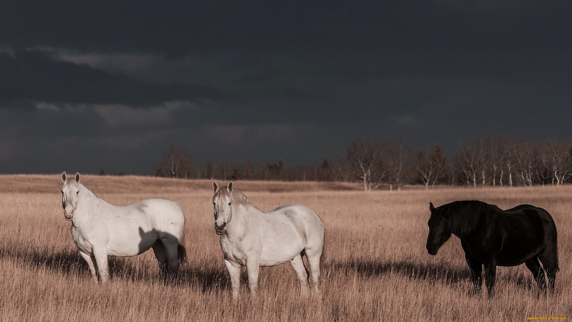 животные, лошади, деревья, облака, гроза, поле, солнечный, свет, тень