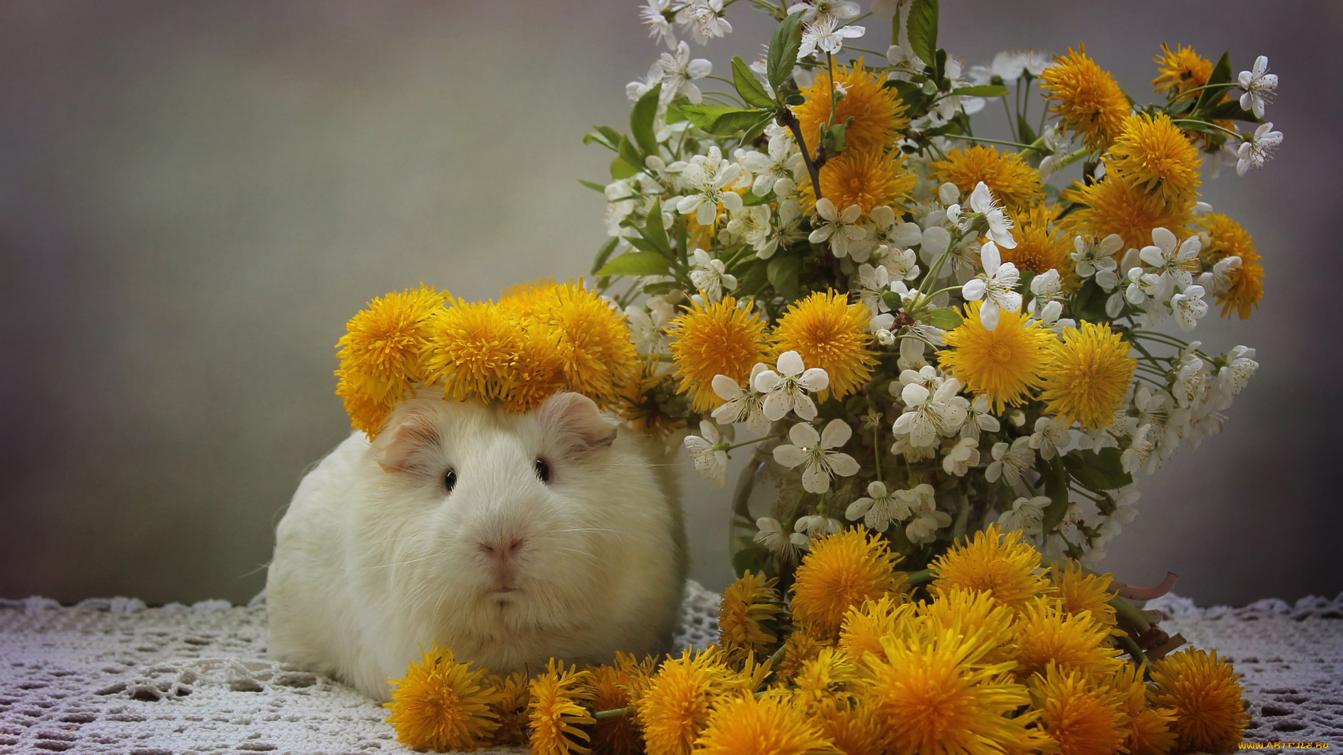 животные, морские, свинки, , хомяки, венок, зверек, одуванчики, морская, свинка, вишня