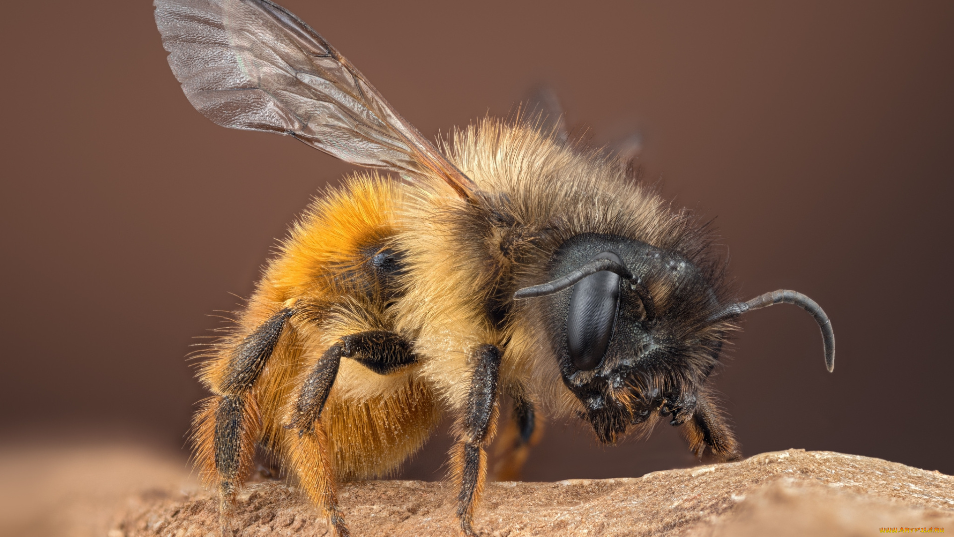 животные, пчелы, , осы, , шмели, пчела