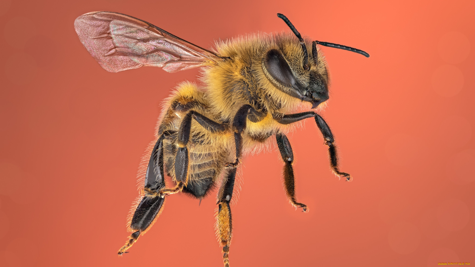 животные, пчелы, , осы, , шмели, пчела