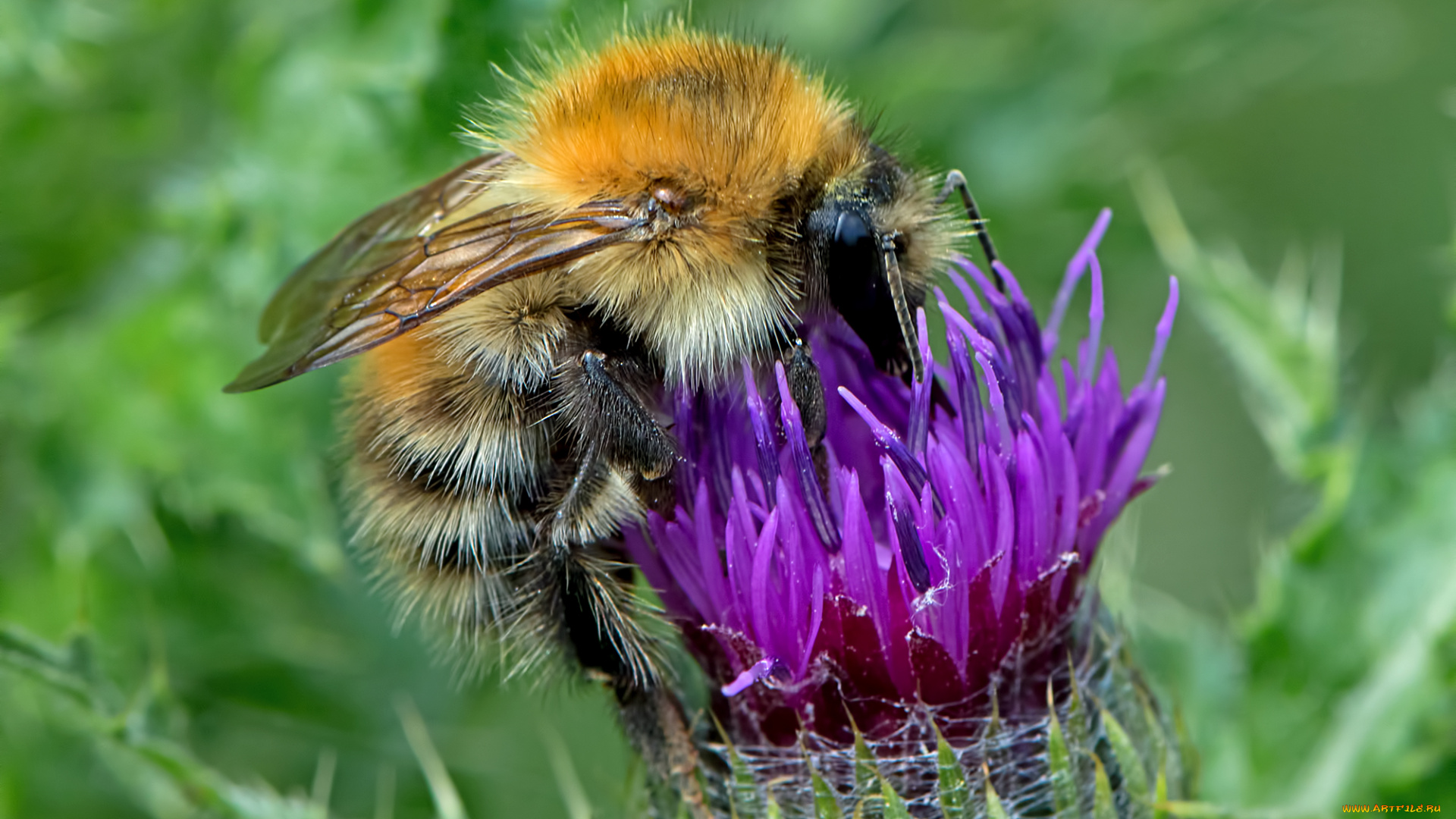 животные, пчелы, , осы, , шмели, шмель