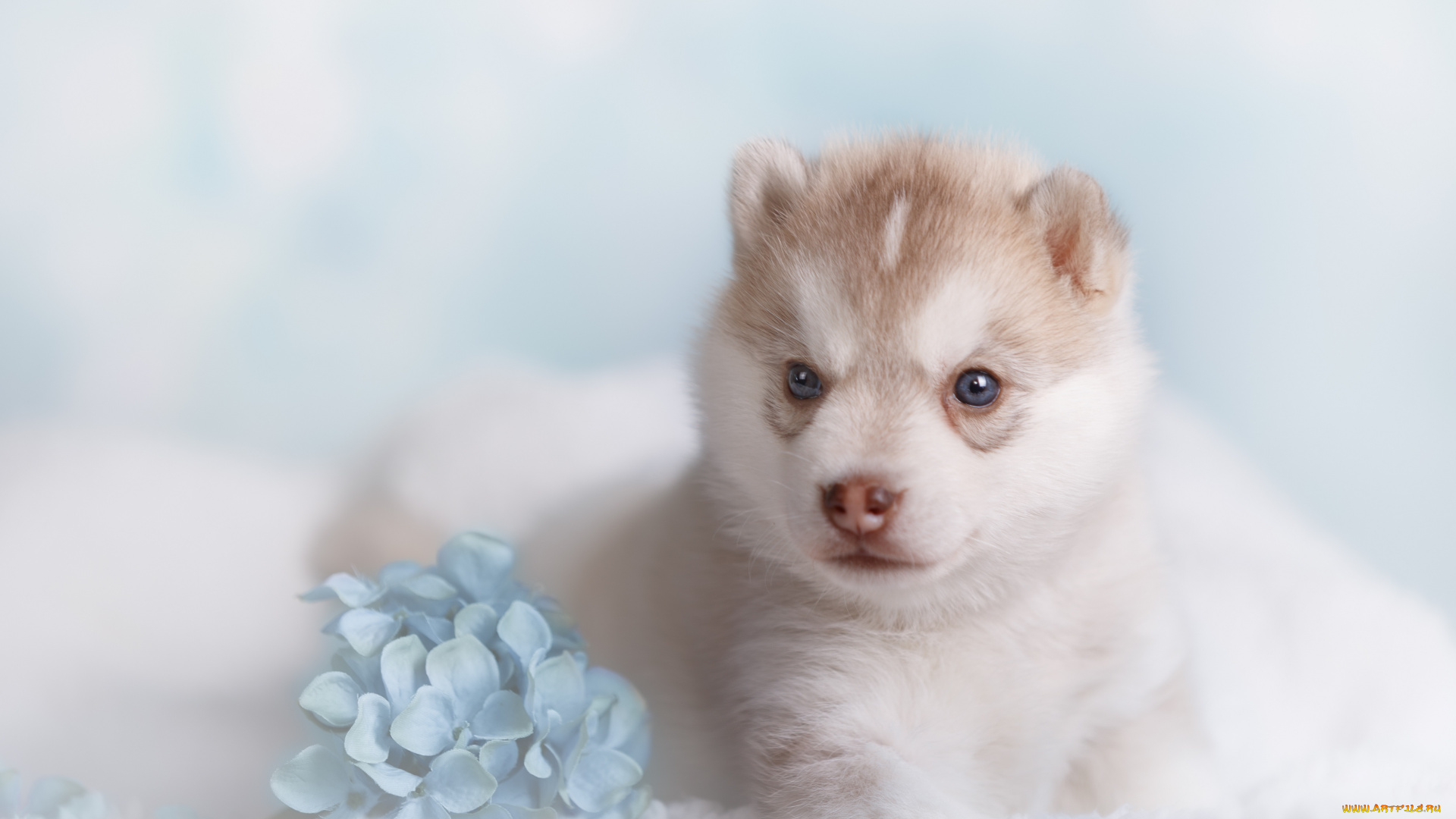 животные, собаки, фото, боке, собака, цветы, фон