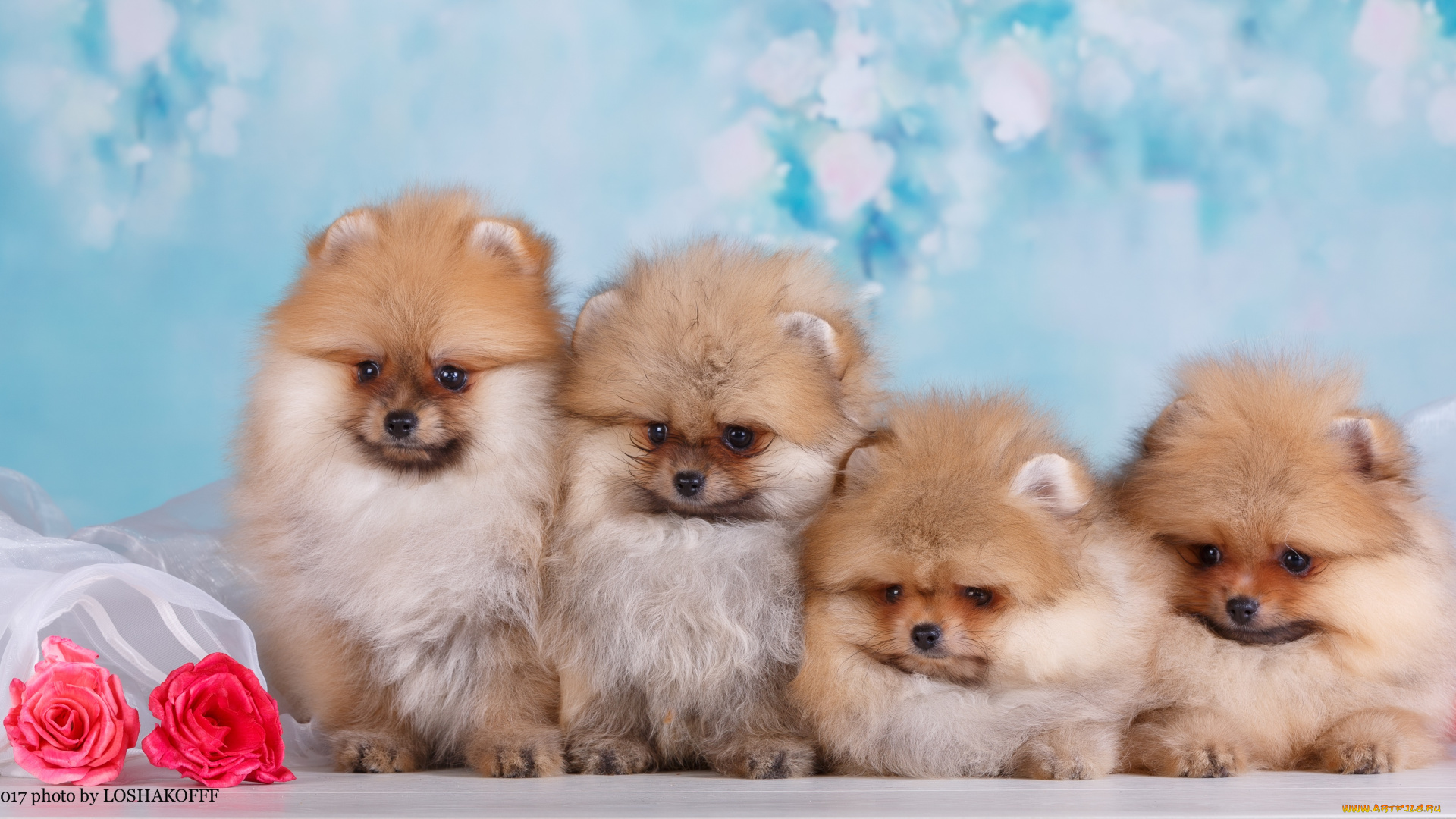 животные, собаки, фотоссесия, собачки, фон, цветы