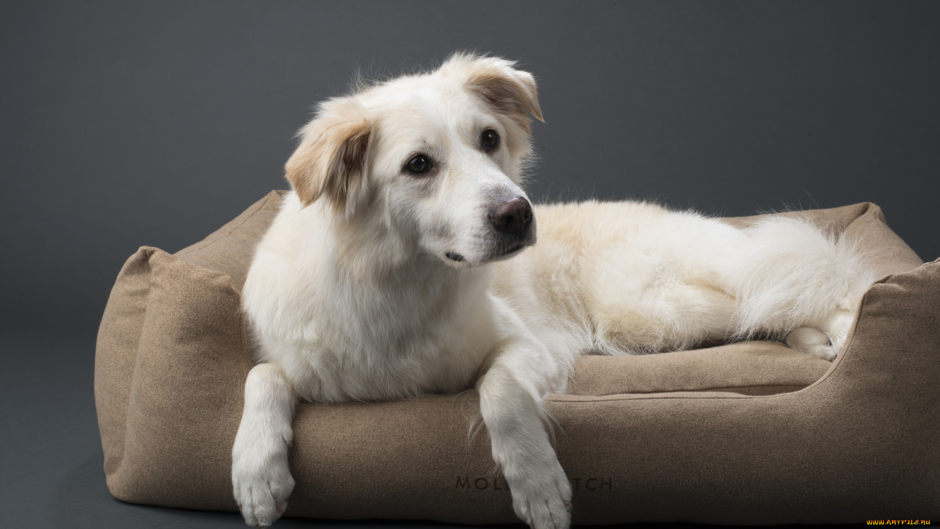 животные, собаки, шерсть, порода, животное, окрас, собака