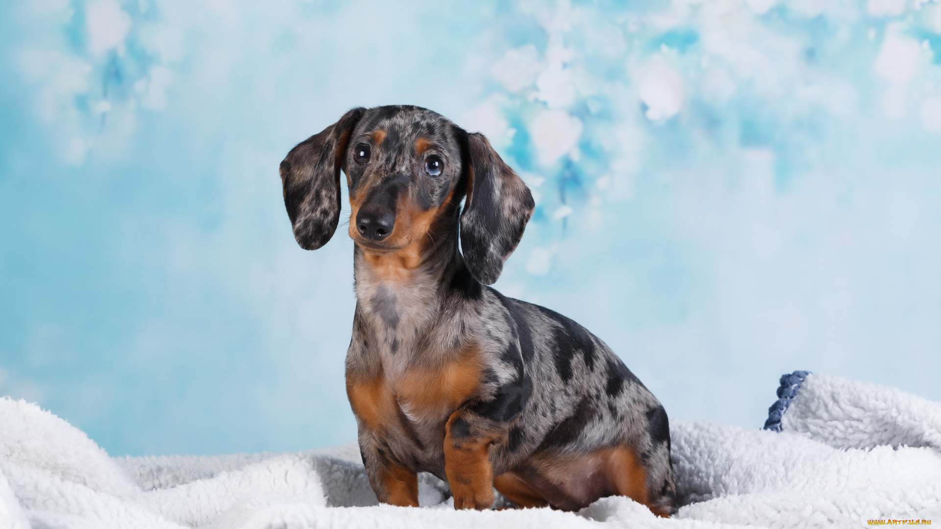 животные, собаки, такса, собачка, фон, студия, боке