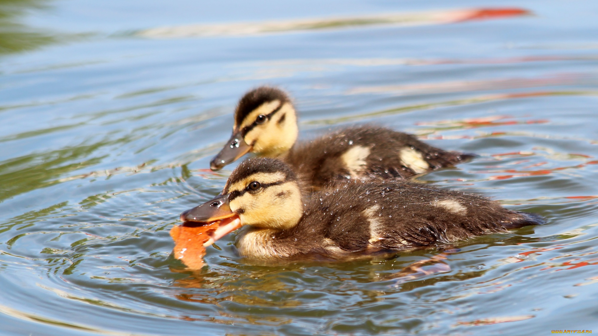 животные, утки, лето, птицы, птенцы, пруд, природа, утята