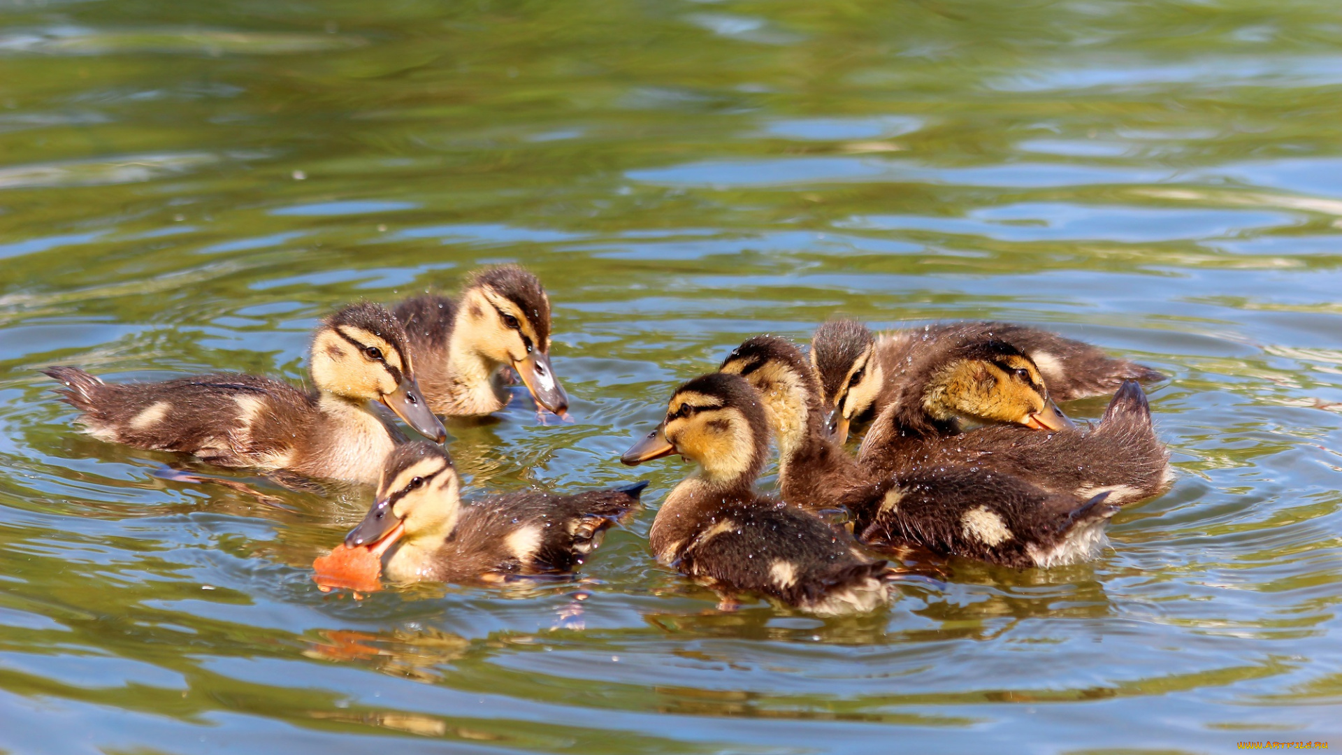 животные, утки, птицы, пруд, природа, май, весна, водоплавающие, утята