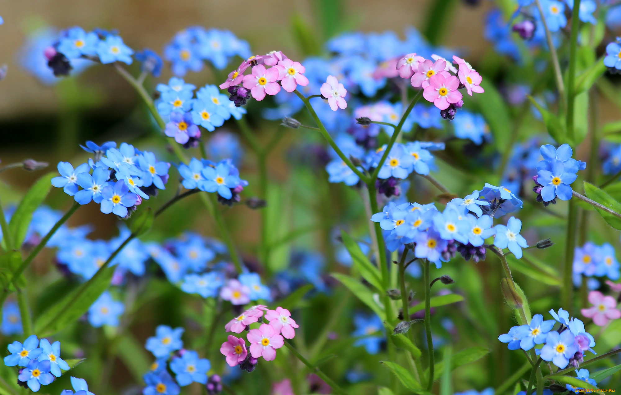 цветы, незабудки, природа, май, дача, цветение, весна