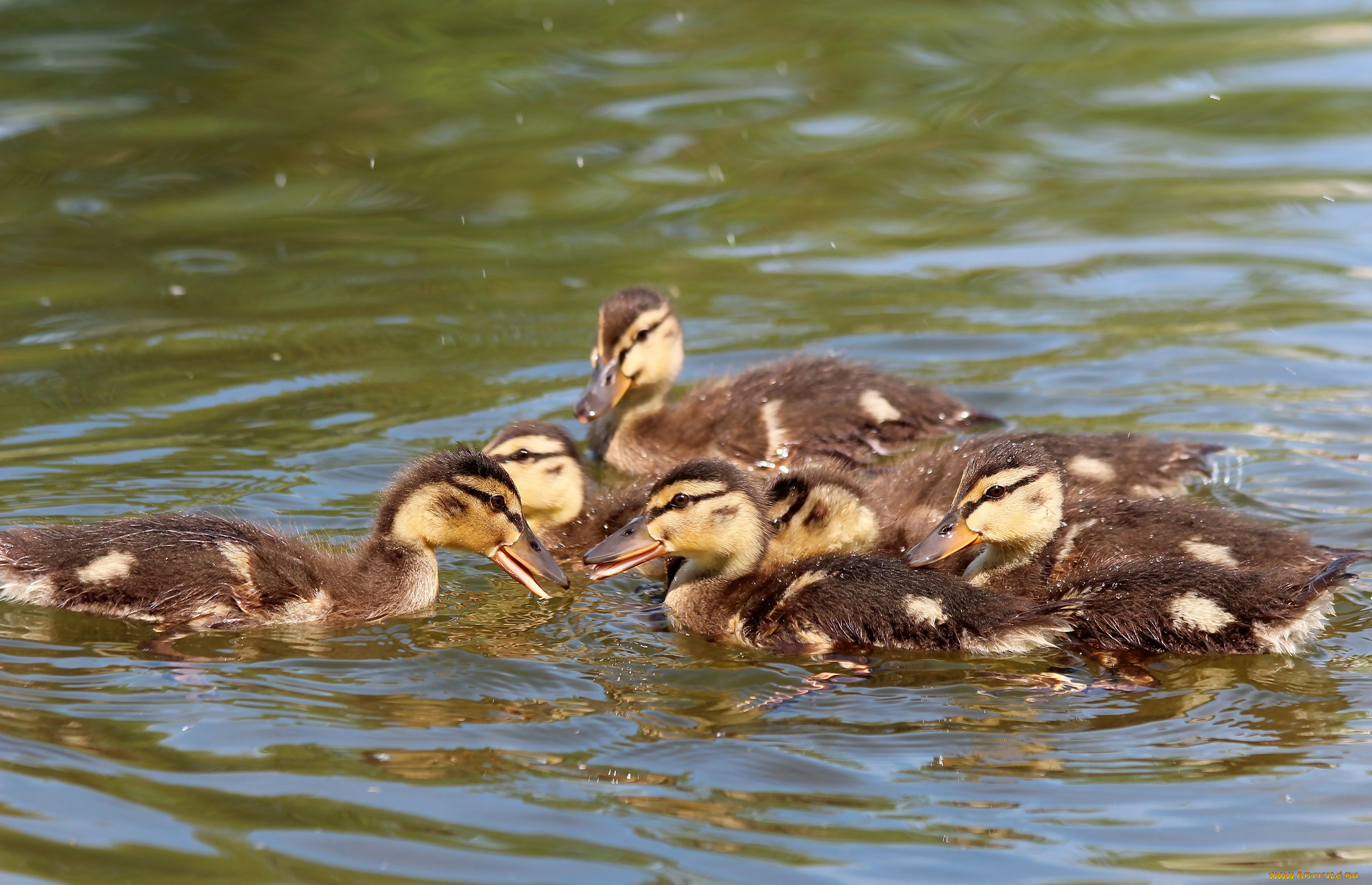 животные, утки, лето, водоплавающие, птенцы, пруд, весна, природа, утята, птицы