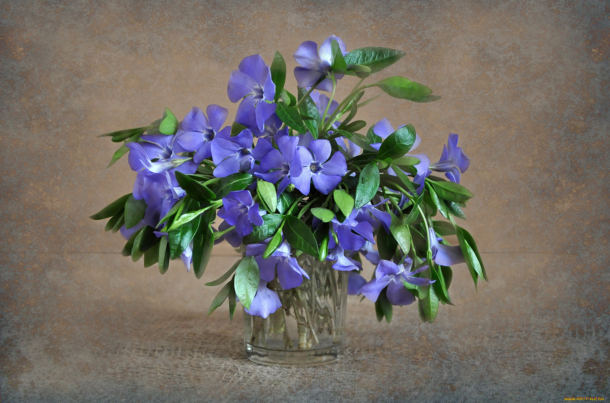 цветы, барвинок, растения, флора, натюрморт, природа