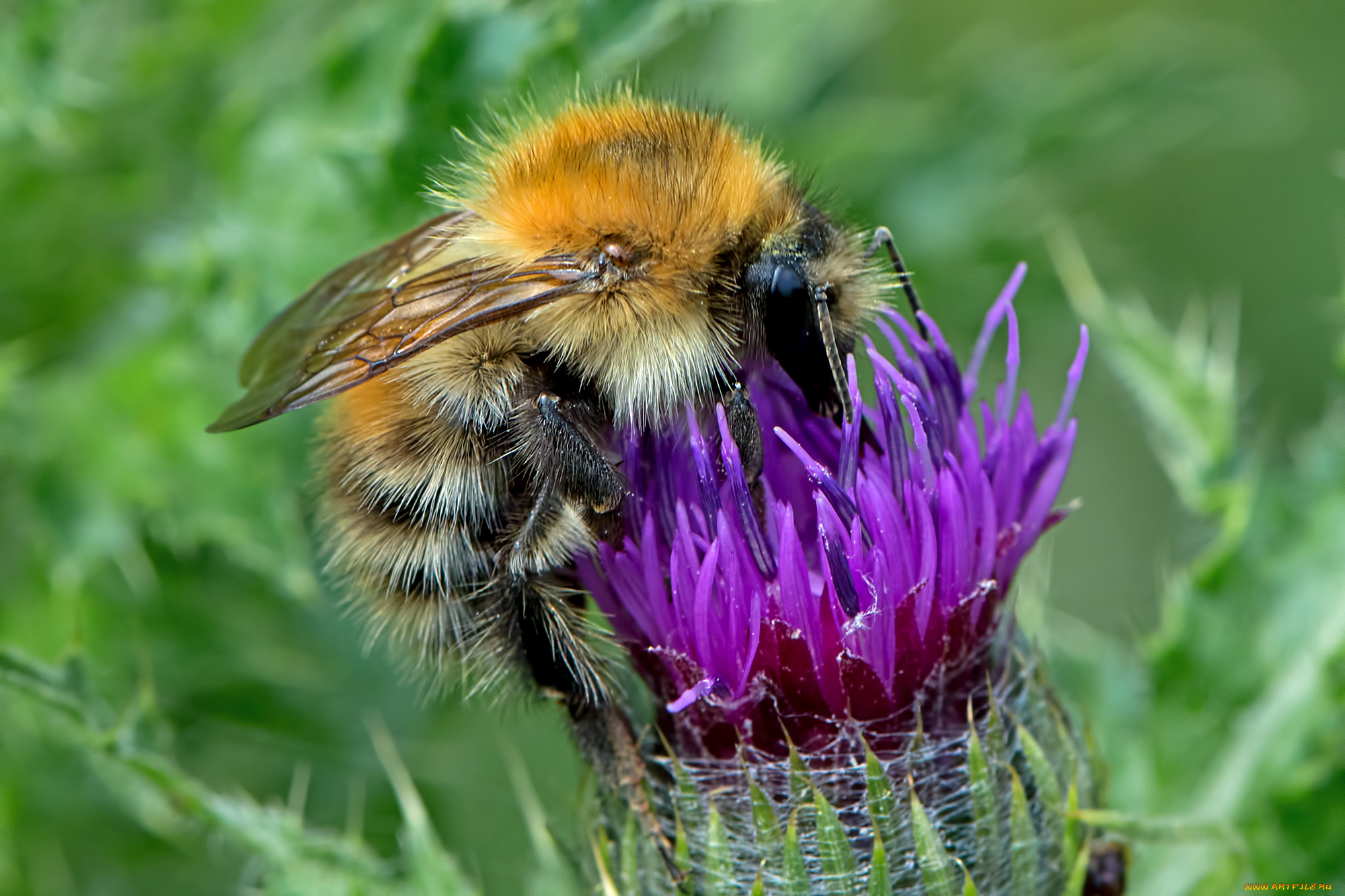 животные, пчелы, , осы, , шмели, шмель