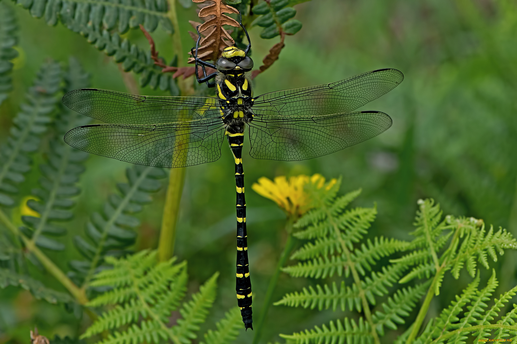 животные, стрекозы, стрекоза