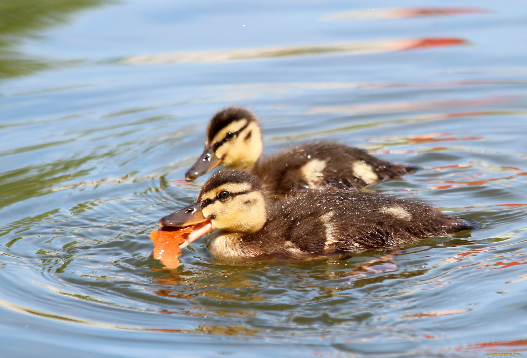 животные, утки, лето, птицы, птенцы, пруд, природа, утята