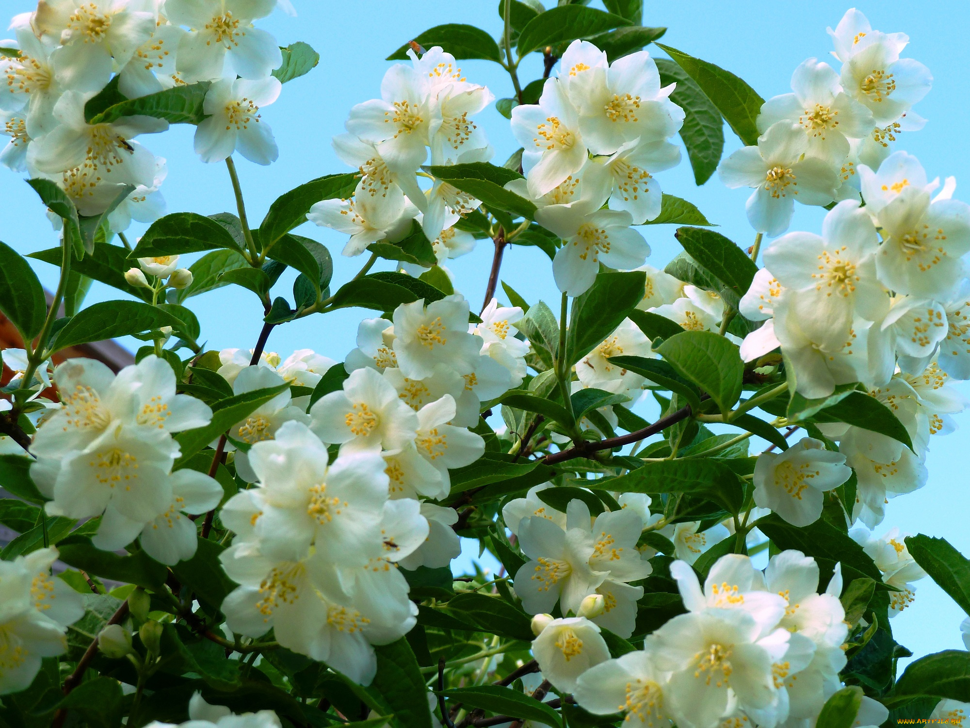 цветы, жасмин, флора, природа, лето, позитив