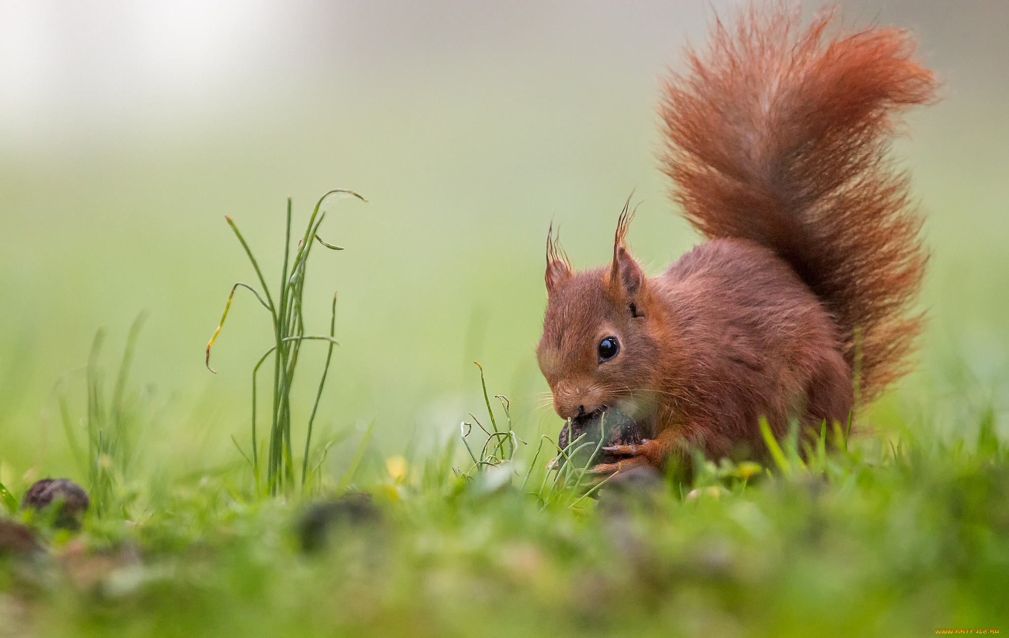 животные, белки, зверек