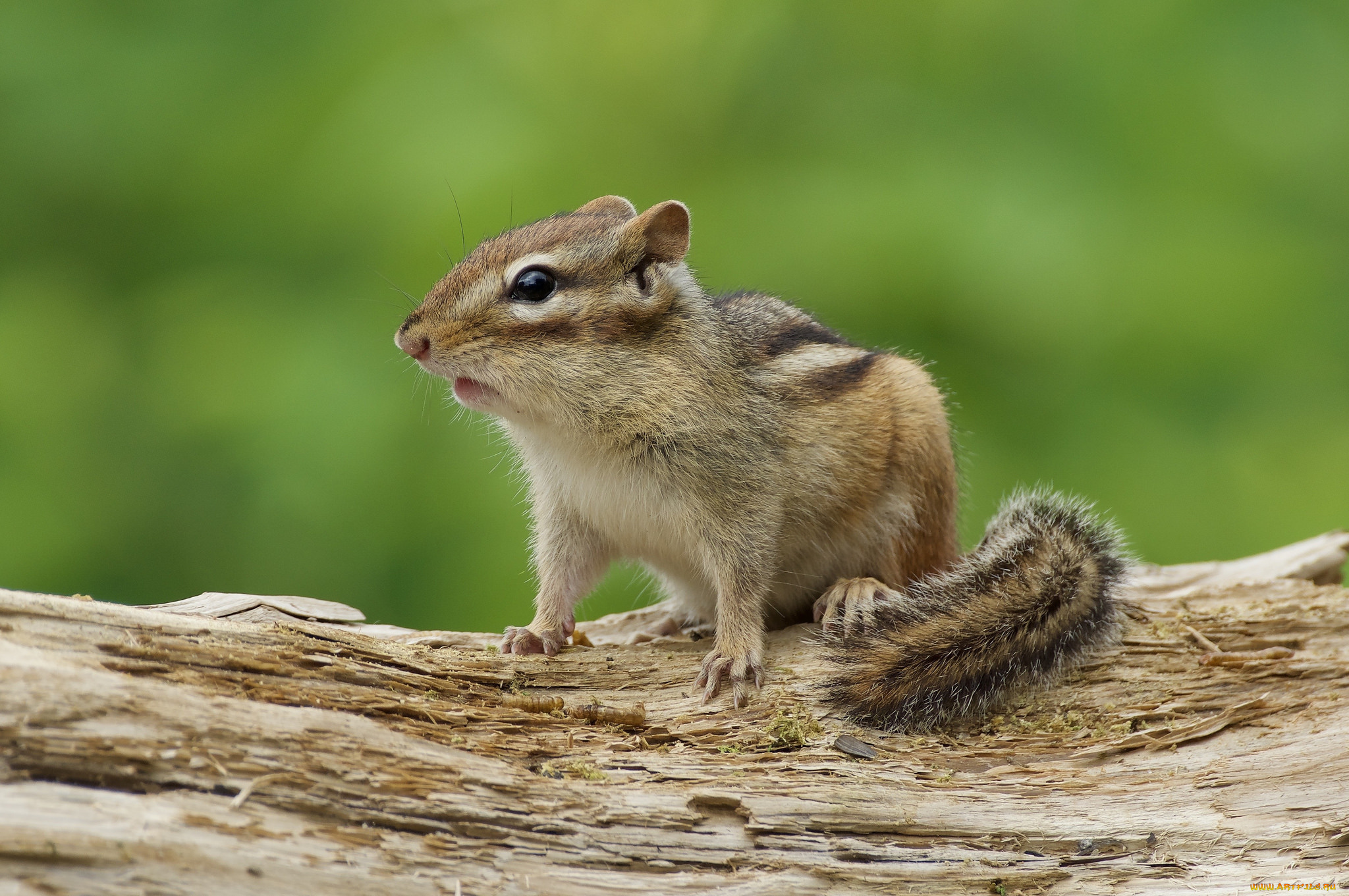 животные, бурундуки, зверек