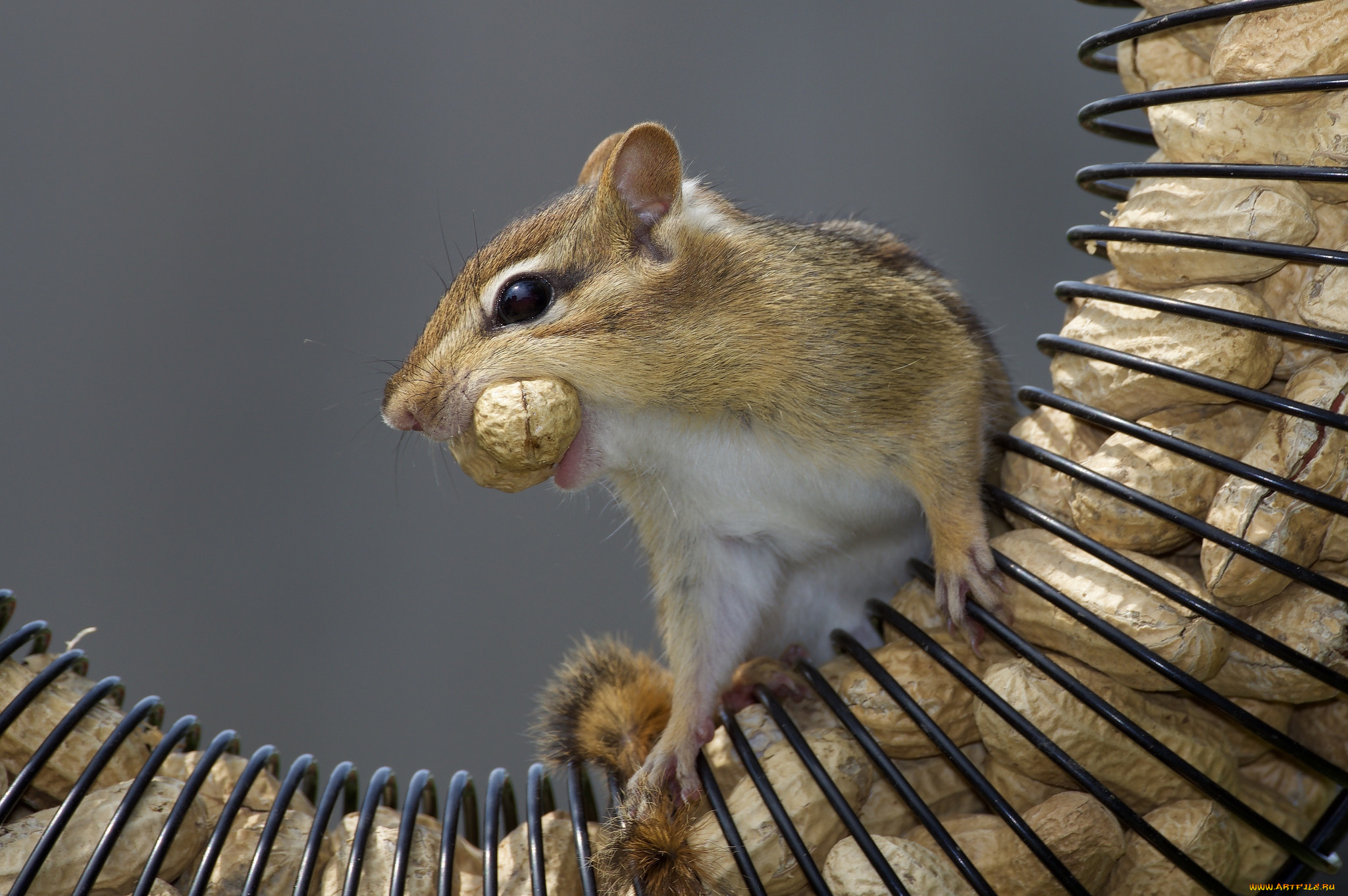 животные, бурундуки, зверек