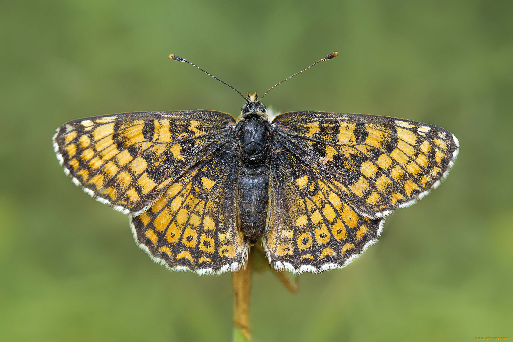 животные, бабочки, , мотыльки, , моли, бабочка