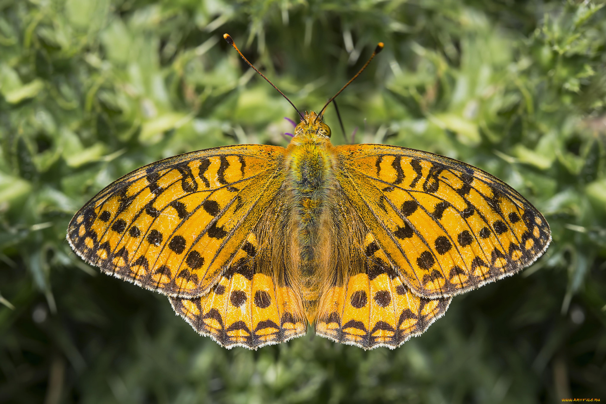 животные, бабочки, , мотыльки, , моли, бабочка