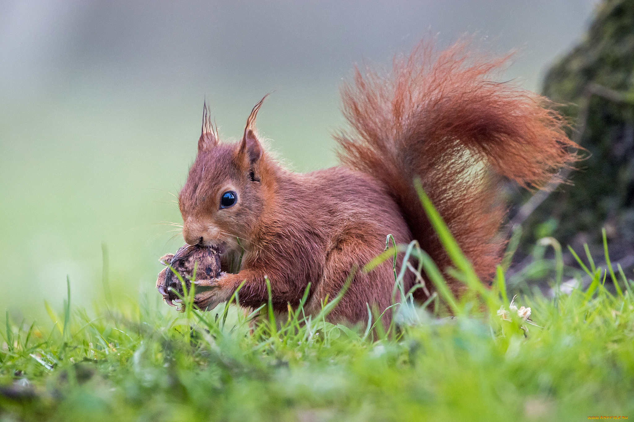 животные, белки, зверек