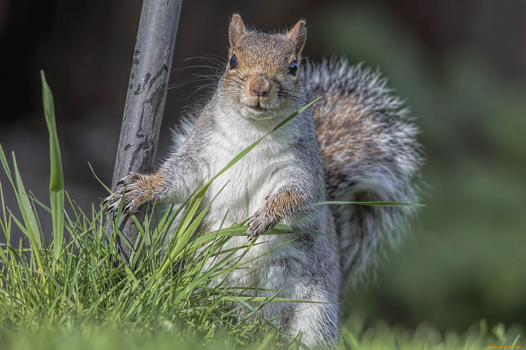 животные, белки, зверек
