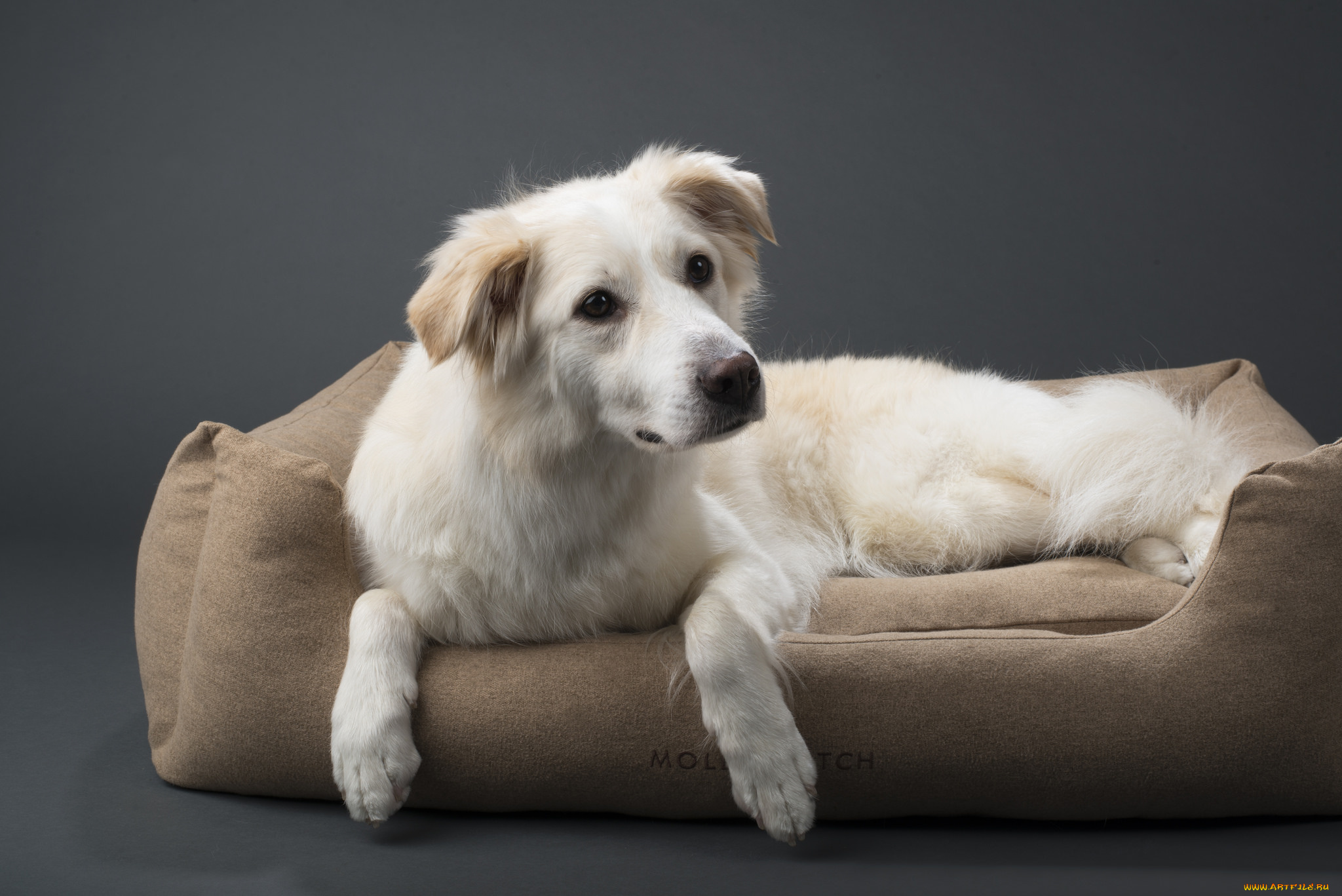 животные, собаки, шерсть, порода, животное, окрас, собака