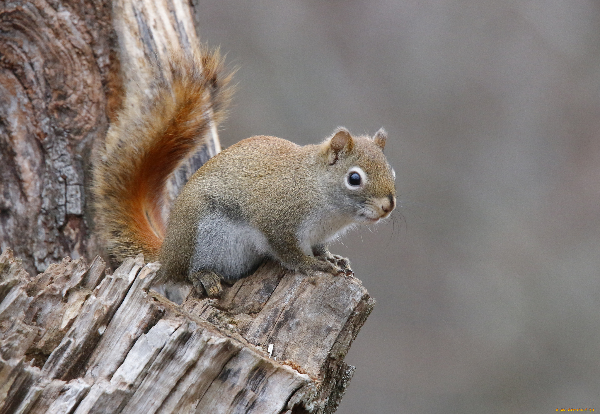 животные, белки, зверек