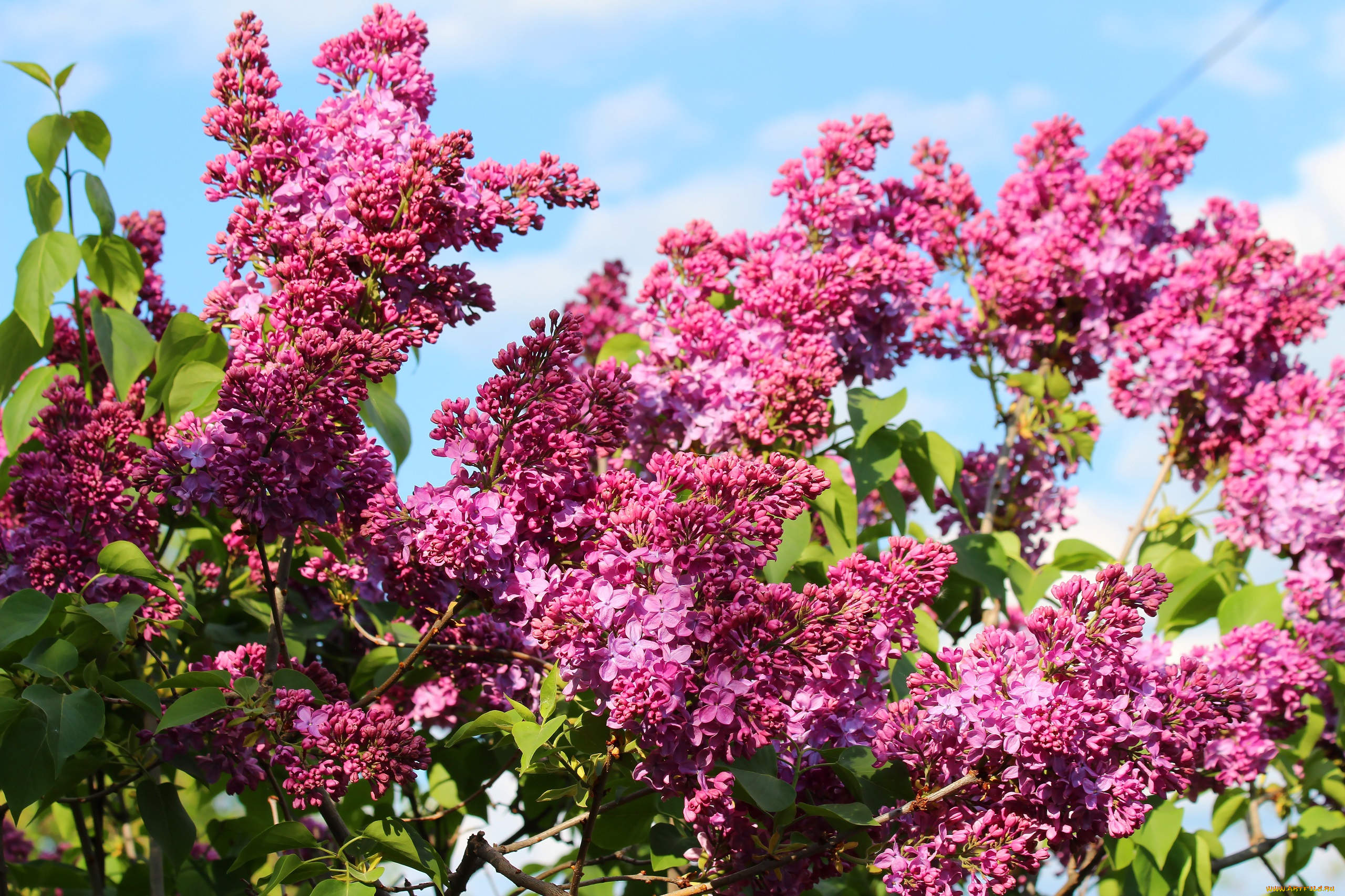 цветы, сирень, цветение, дача, весна, природа, май, красота