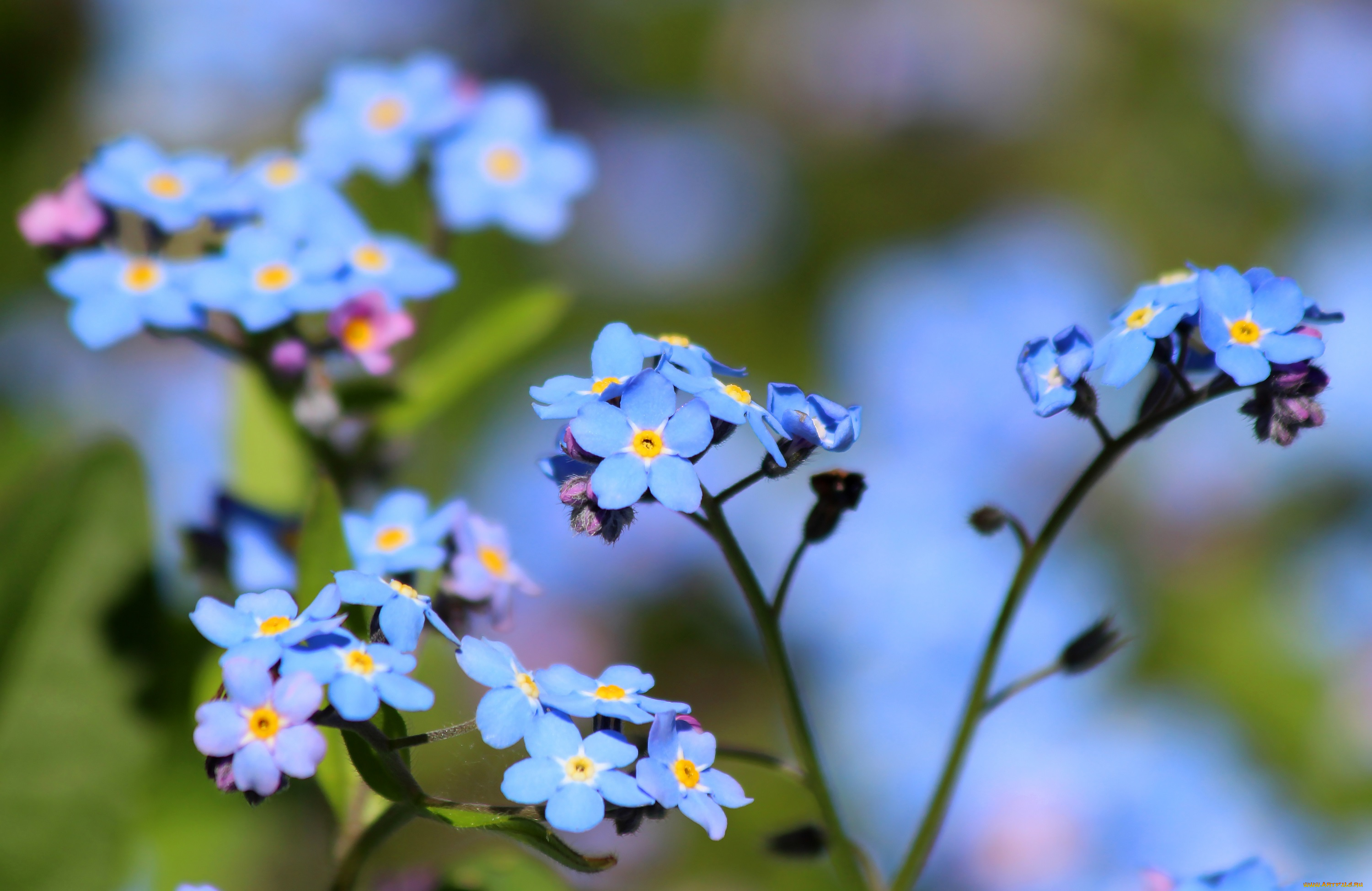 цветы, незабудки, дача, цветение, природа, май, красота, весна