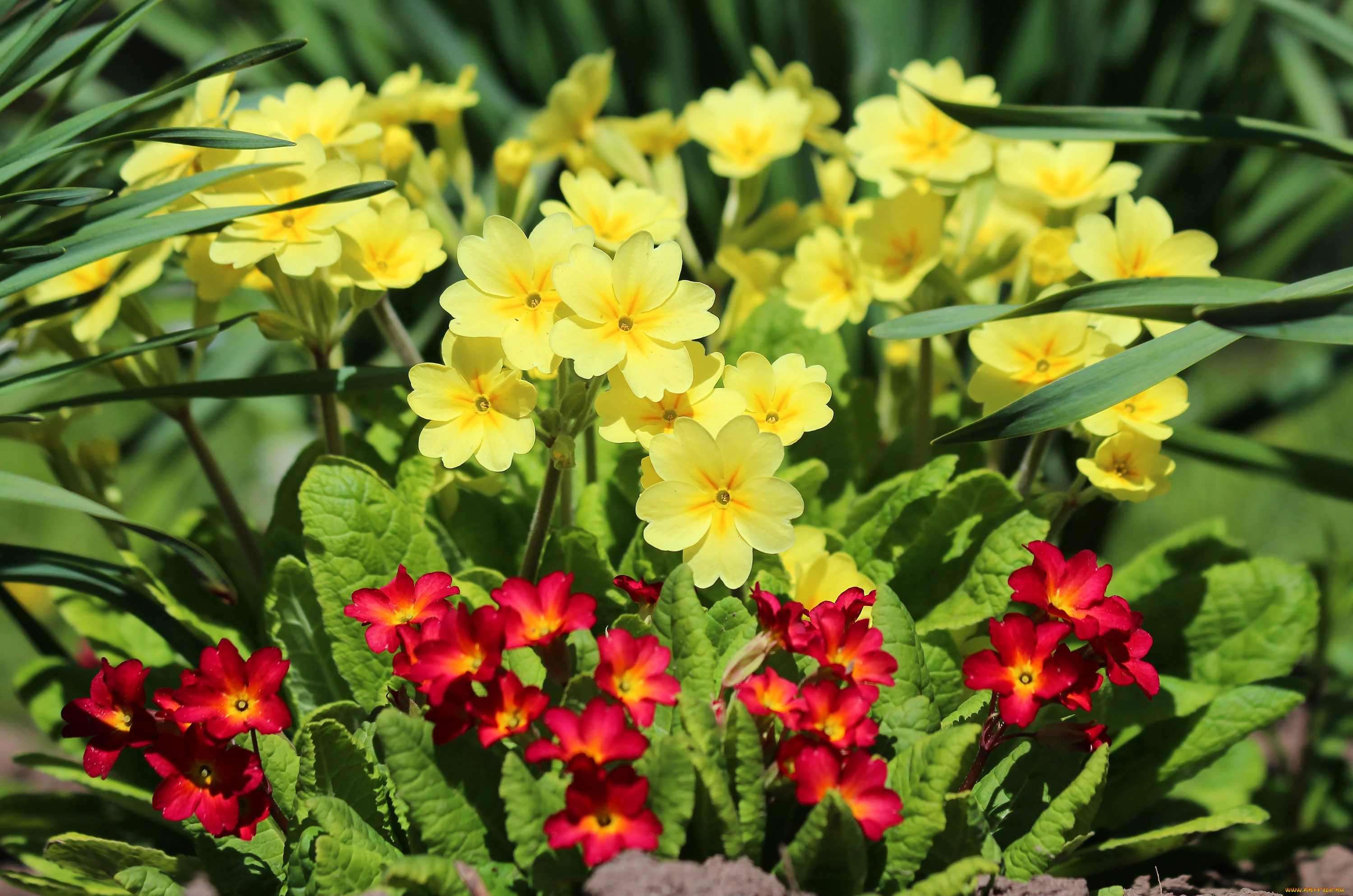 цветы, примулы, весна, цветение, природа, примула, май, дача, красота
