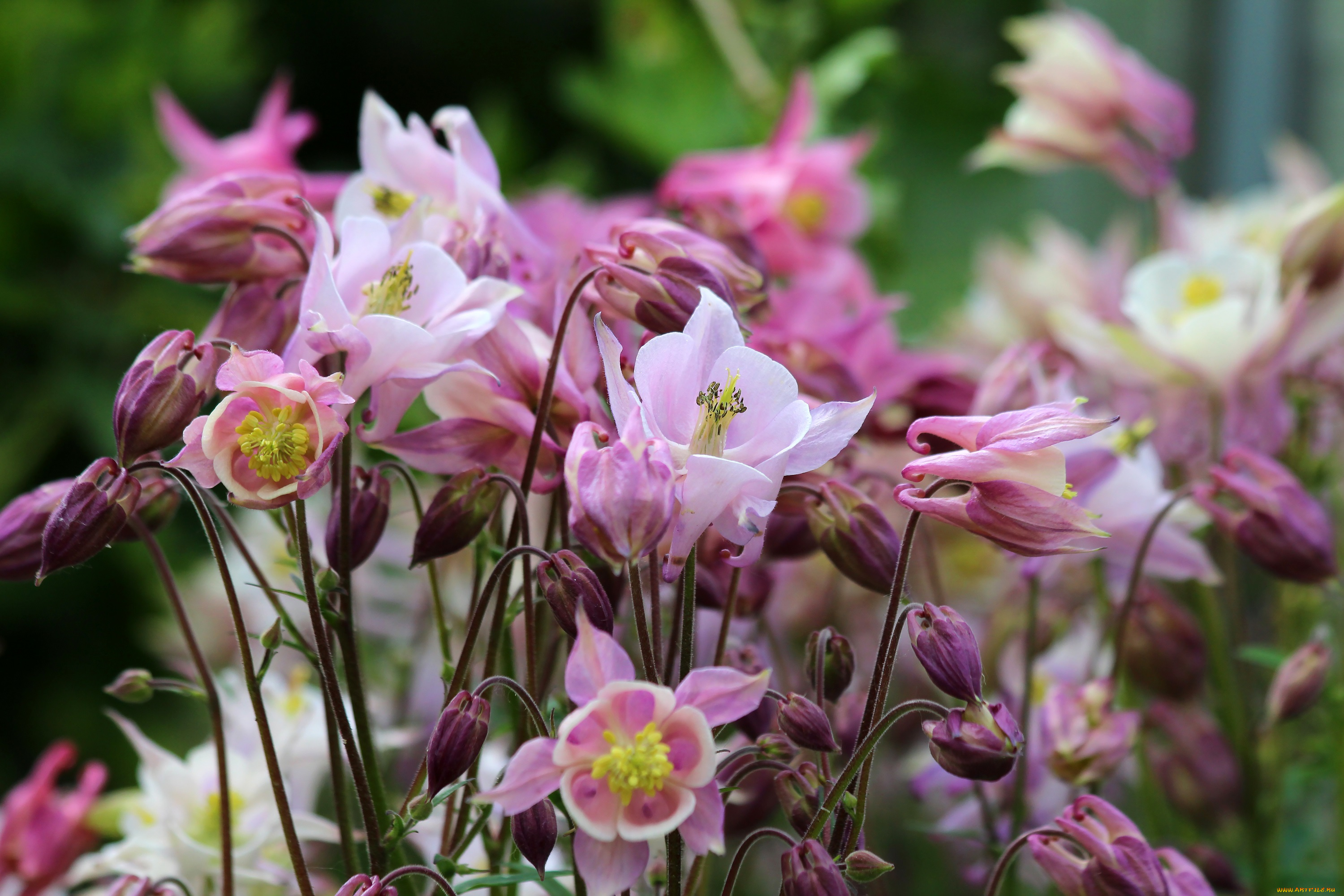 цветы, аквилегия, , водосбор, природа, красота, лето, дача, цветение, аквилегия