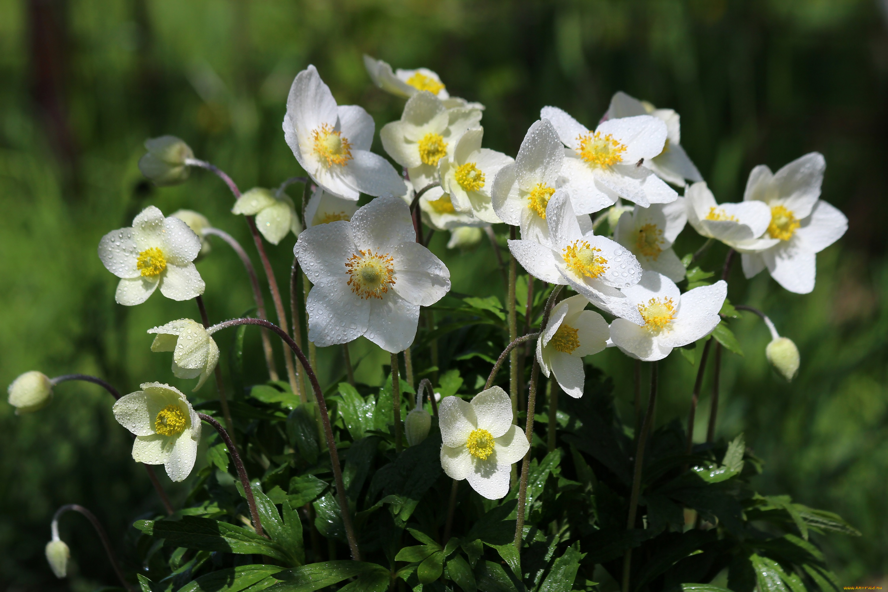 цветы, анемоны, , сон-трава, цветение, природа, май, красота, дача, весна