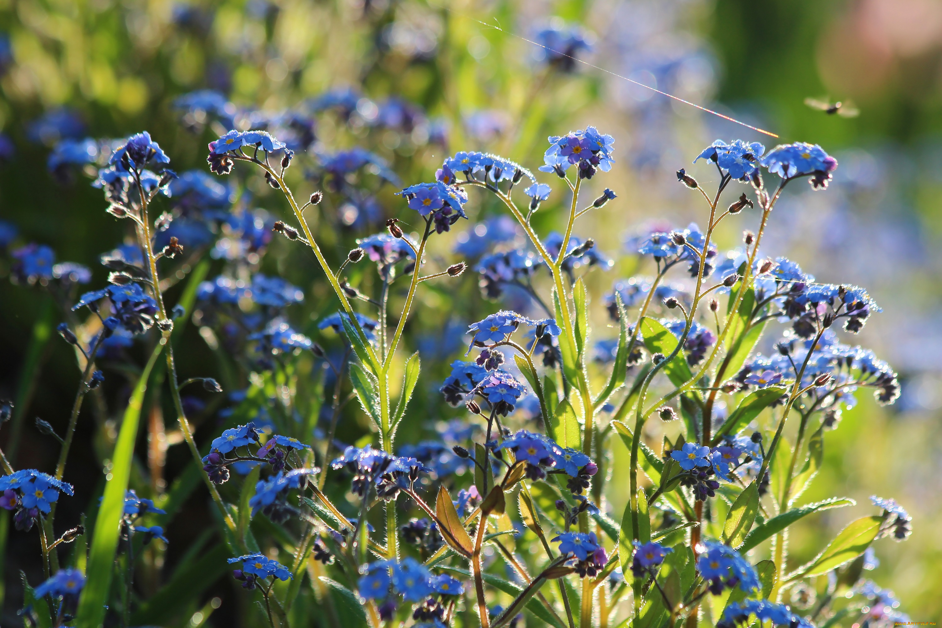 цветы, незабудки, май, красота, весна, дача, цветение, природа