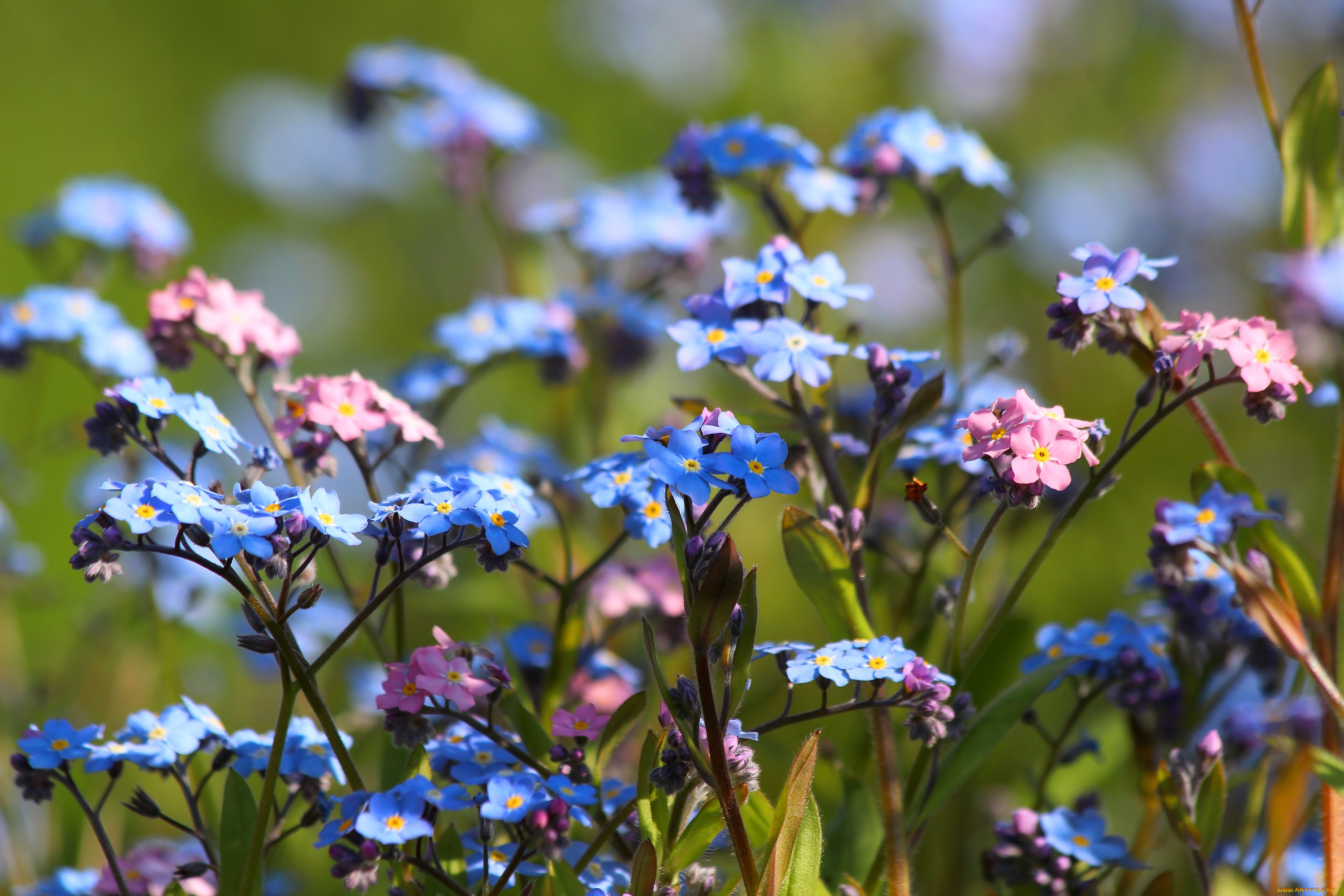 цветы, незабудки, природа, цветение, май, красота, дача, весна