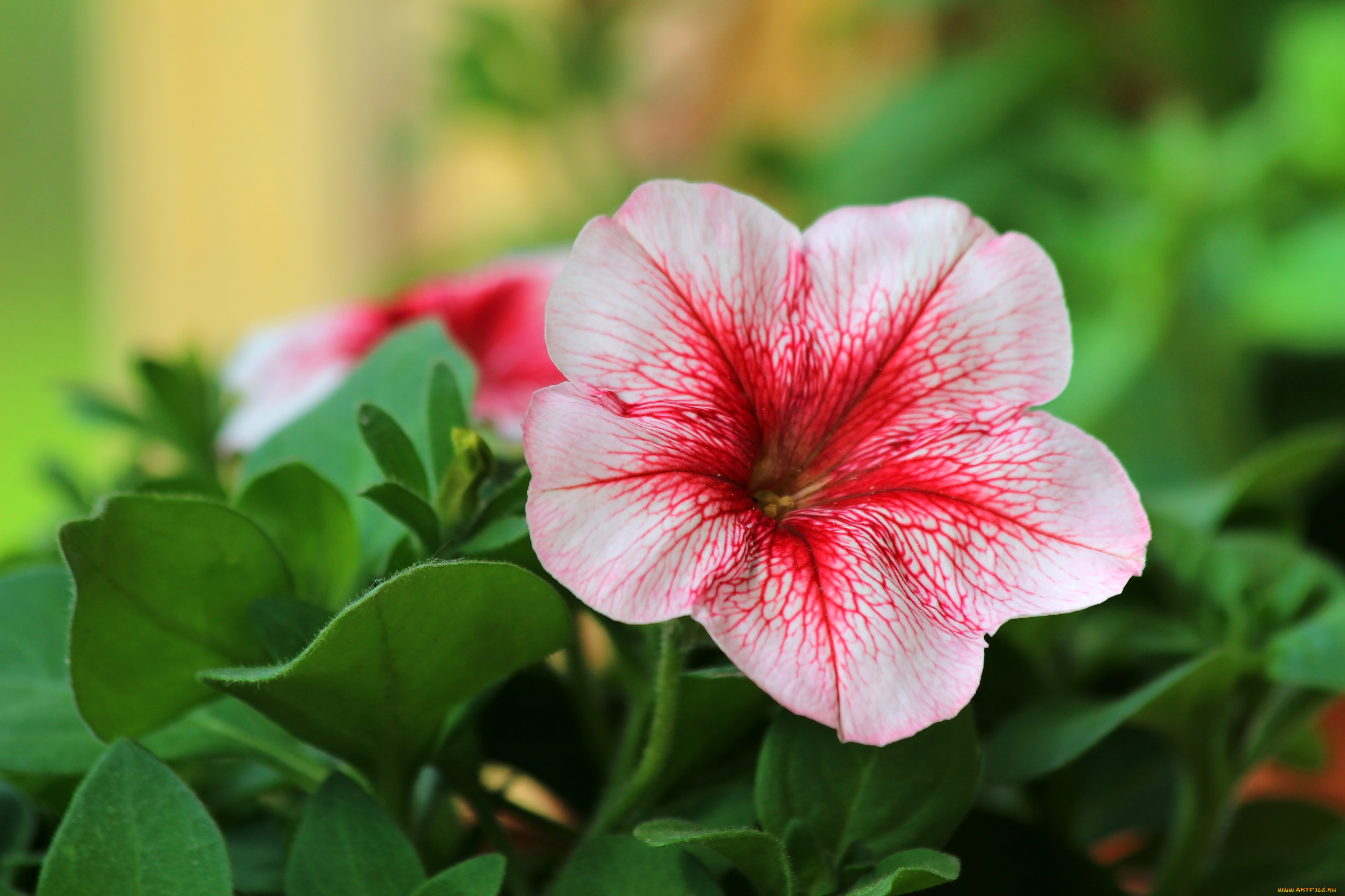 цветы, петунии, , калибрахоа, лето, петуния, цветение, природа, красота, дача