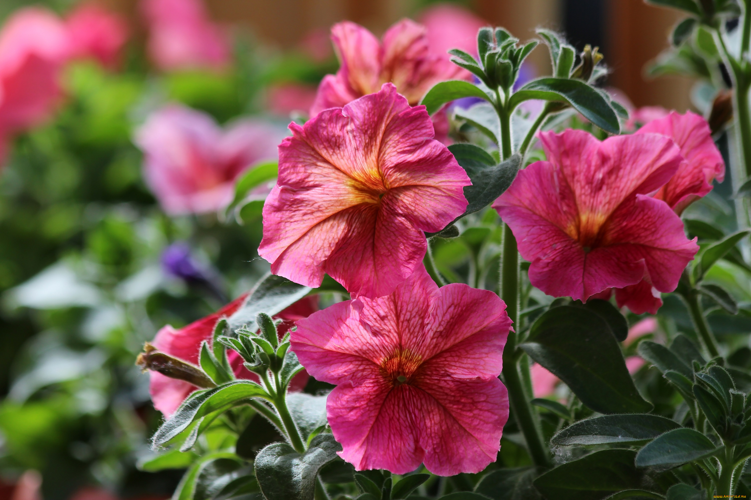 цветы, петунии, , калибрахоа, природа, петуния, лето, цветение, красота, дача