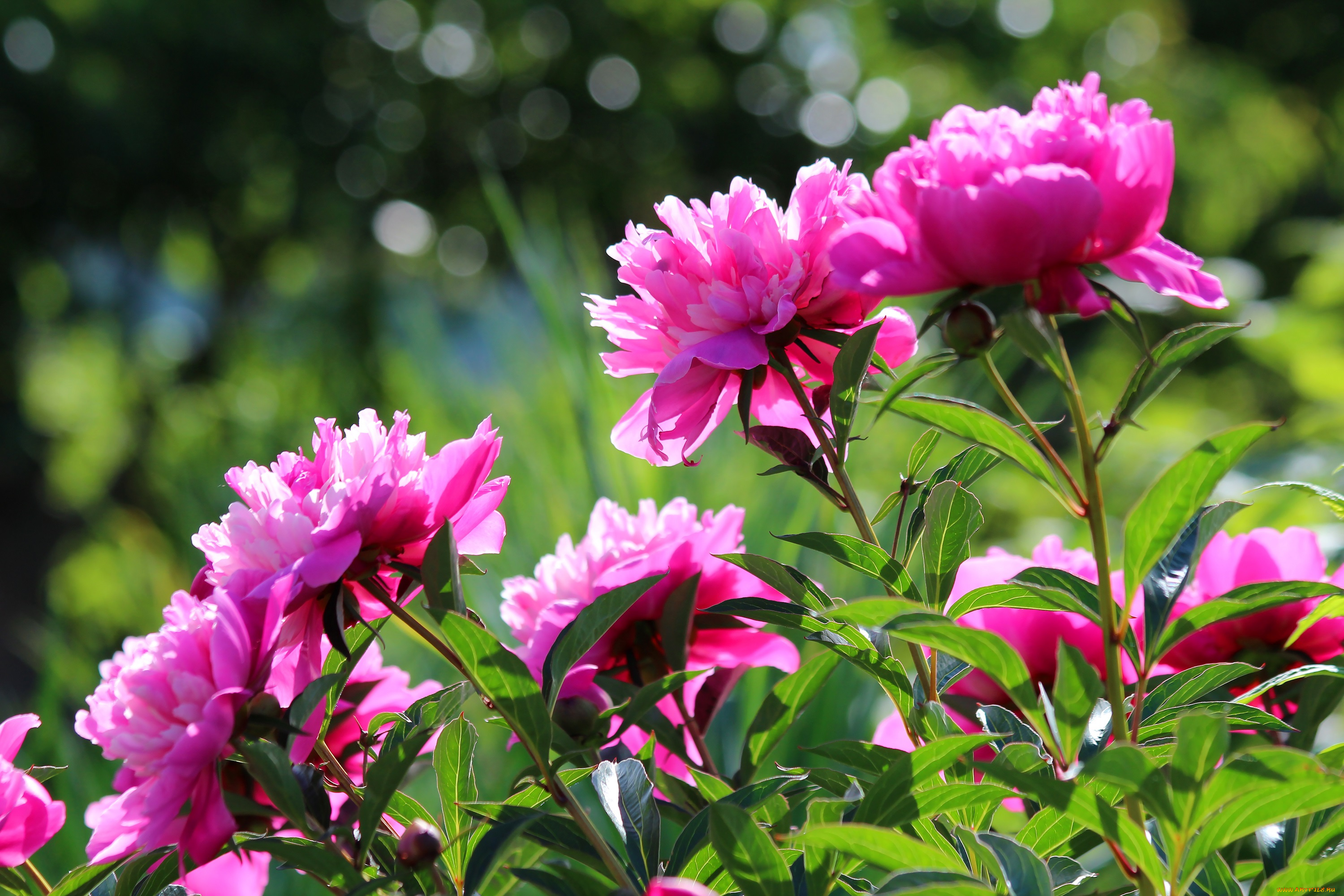 цветы, пионы, цветение, природа, дача, лето, красота