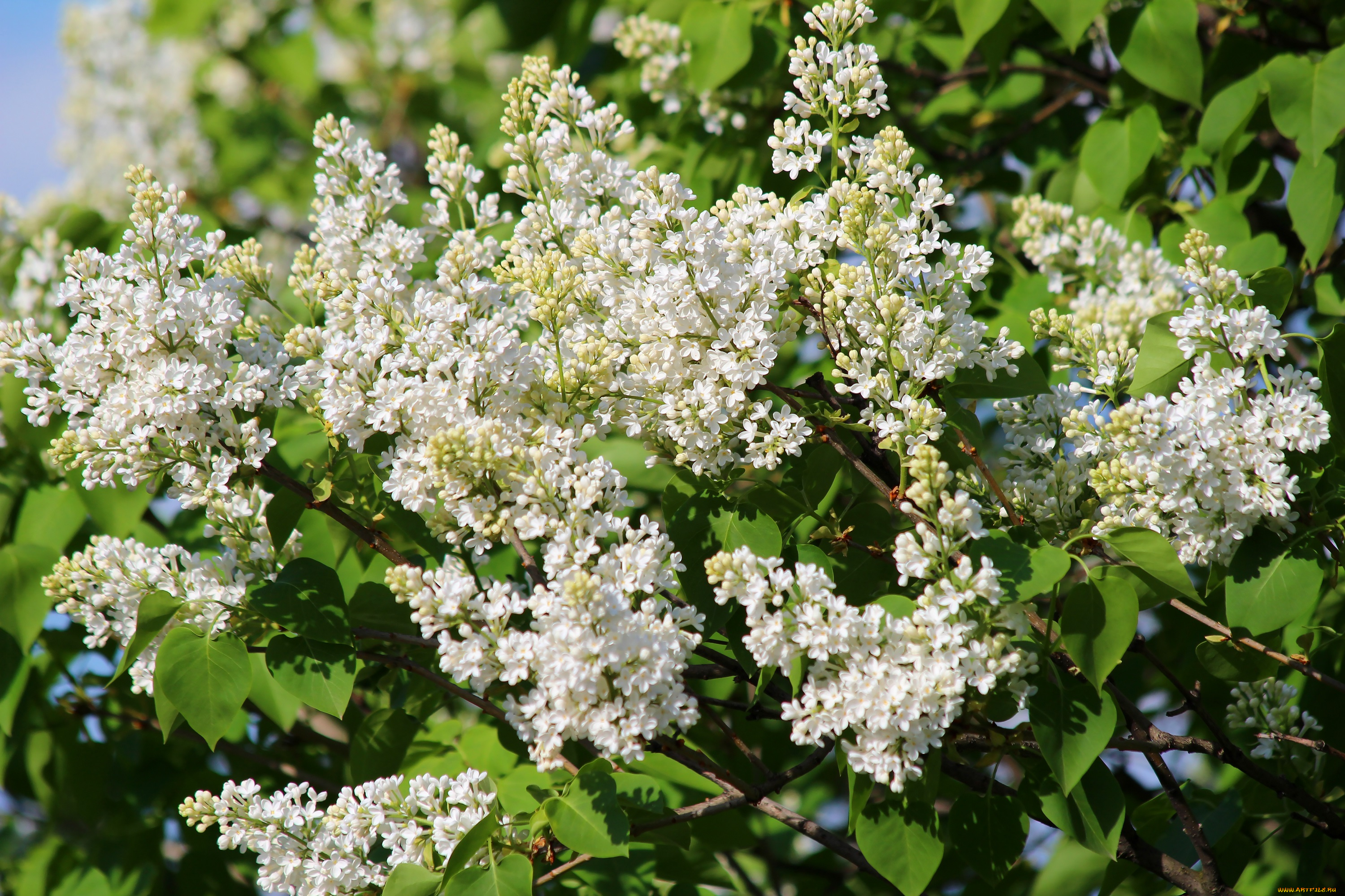 цветы, сирень, весна, природа, май, красота, дача, цветение