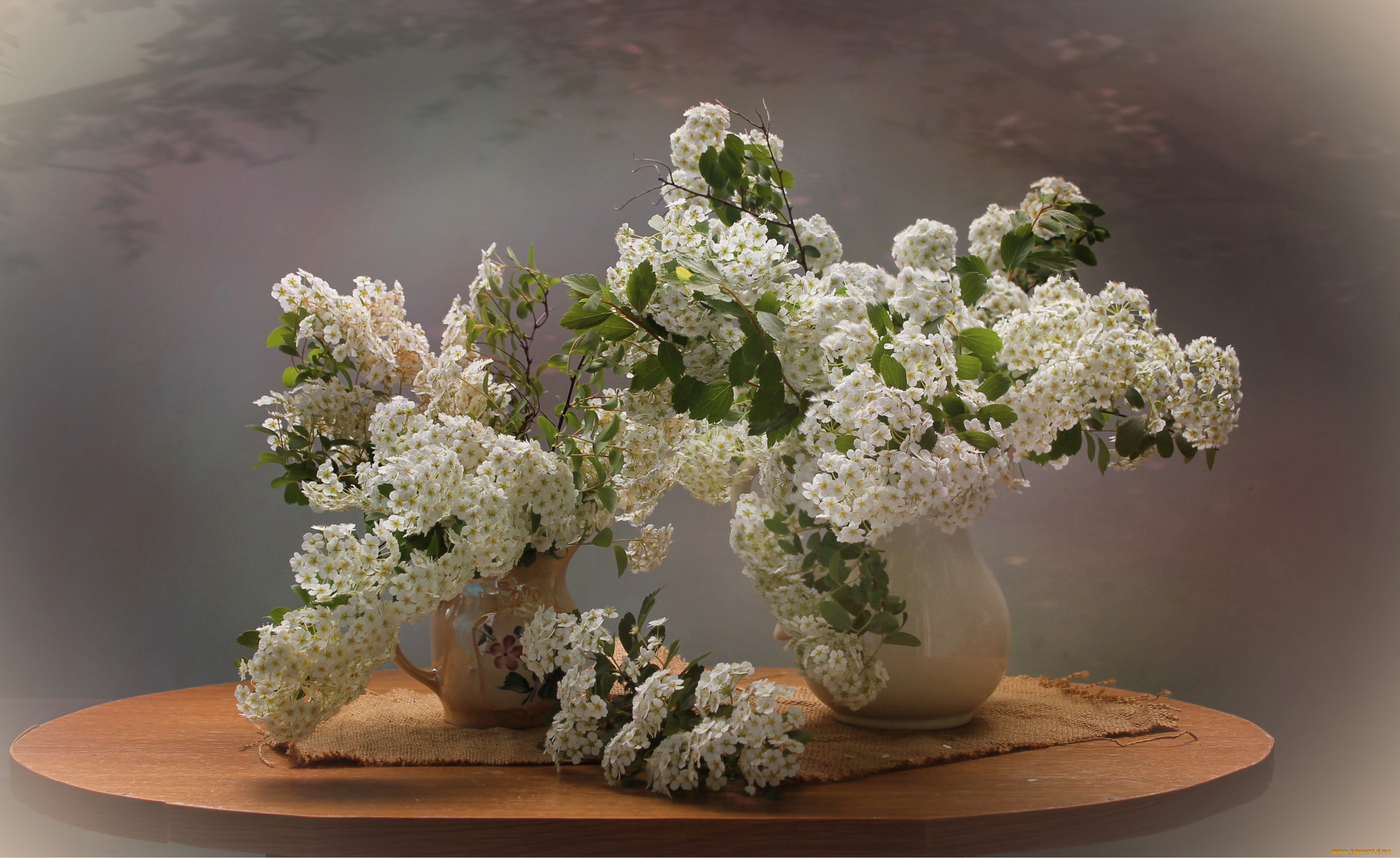 цветы, таволга, , спирея, , лабазник, натюрморт, весна