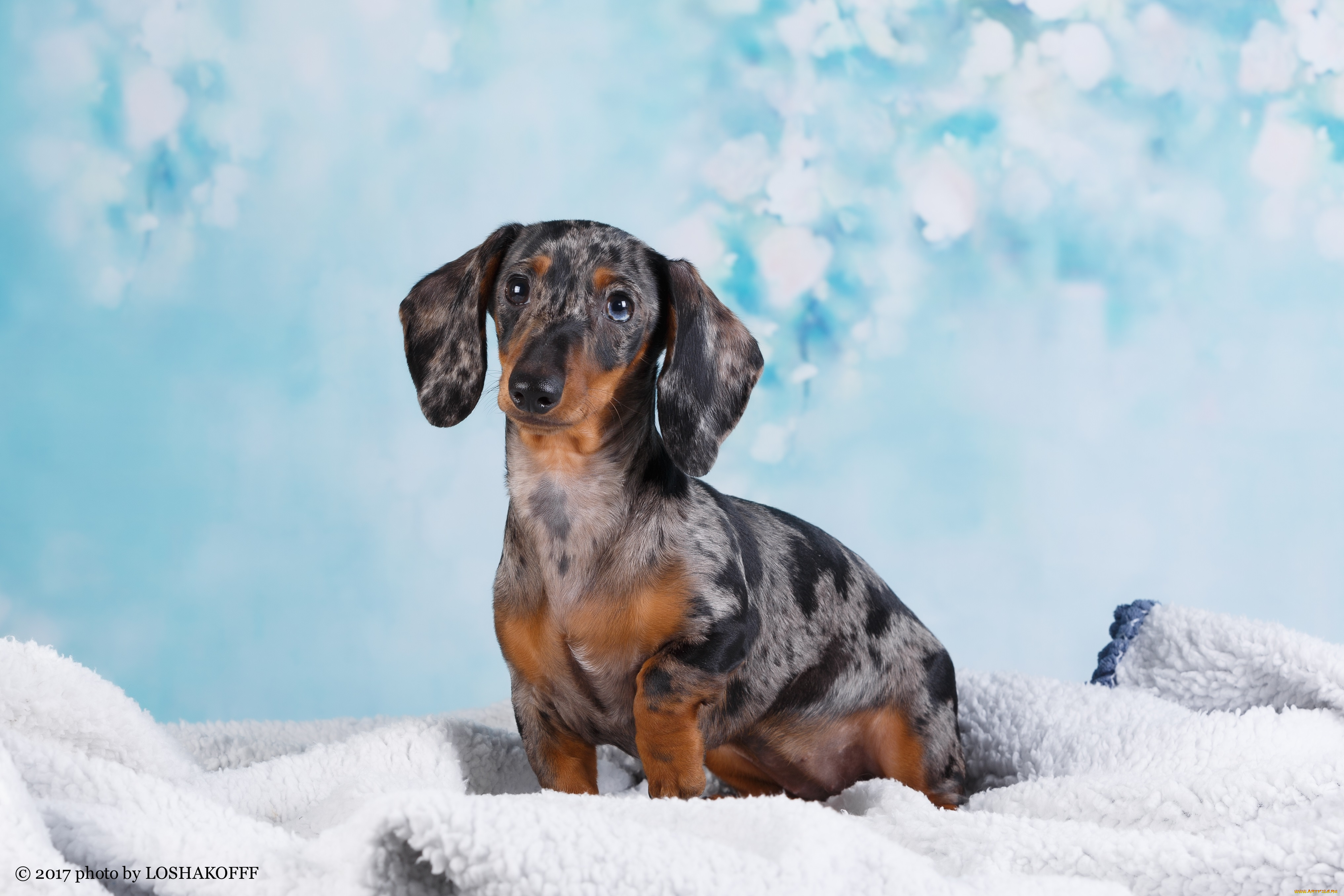 животные, собаки, такса, собачка, фон, студия, боке