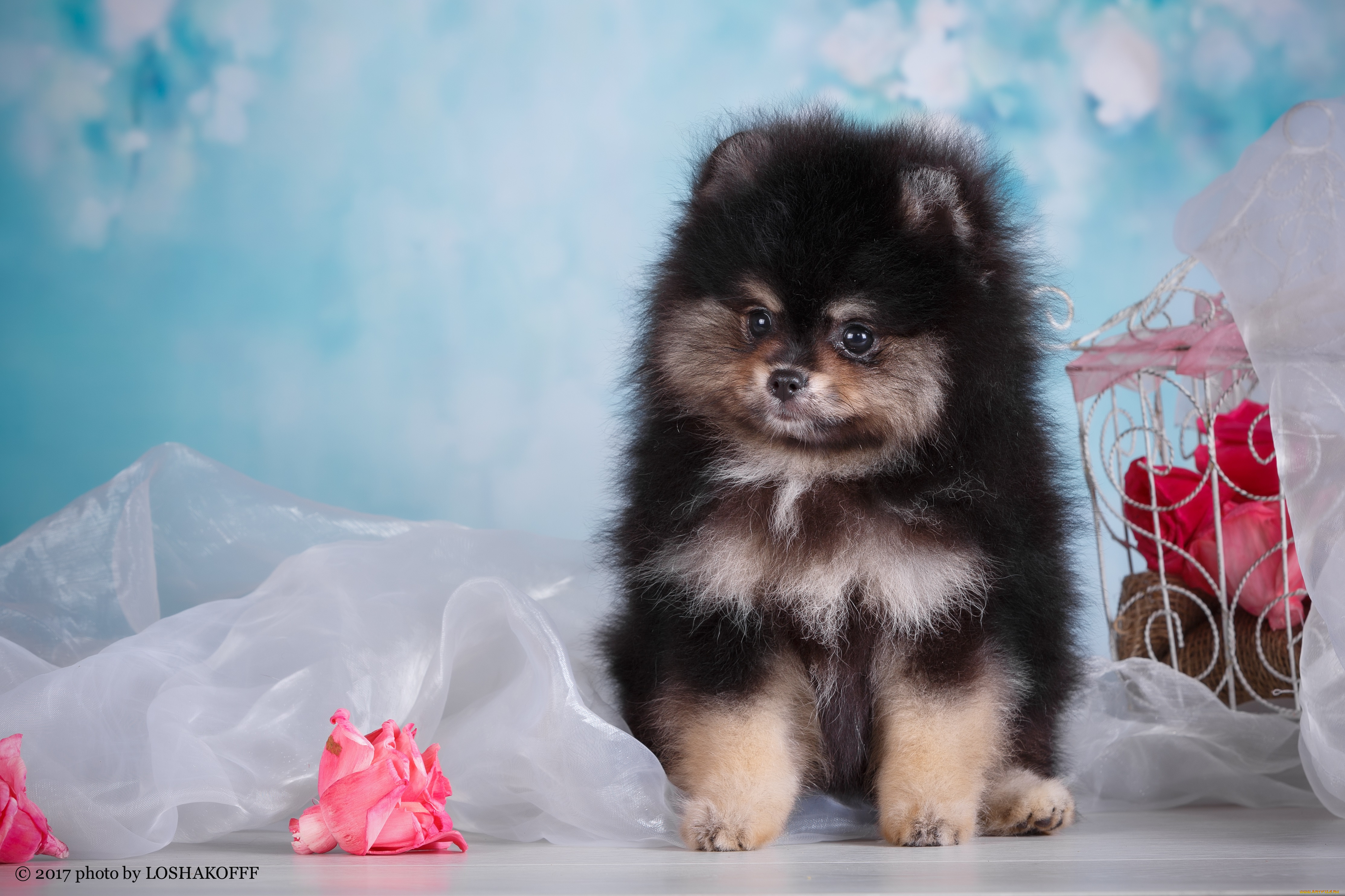 животные, собаки, собака, боке, зелень, фон, цветы, отдых, ветка