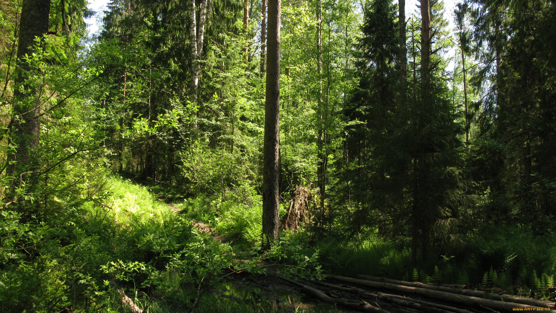 лесная, тропа, природа, лес, лето, тропинка, деревья, ели, тайга, карелия